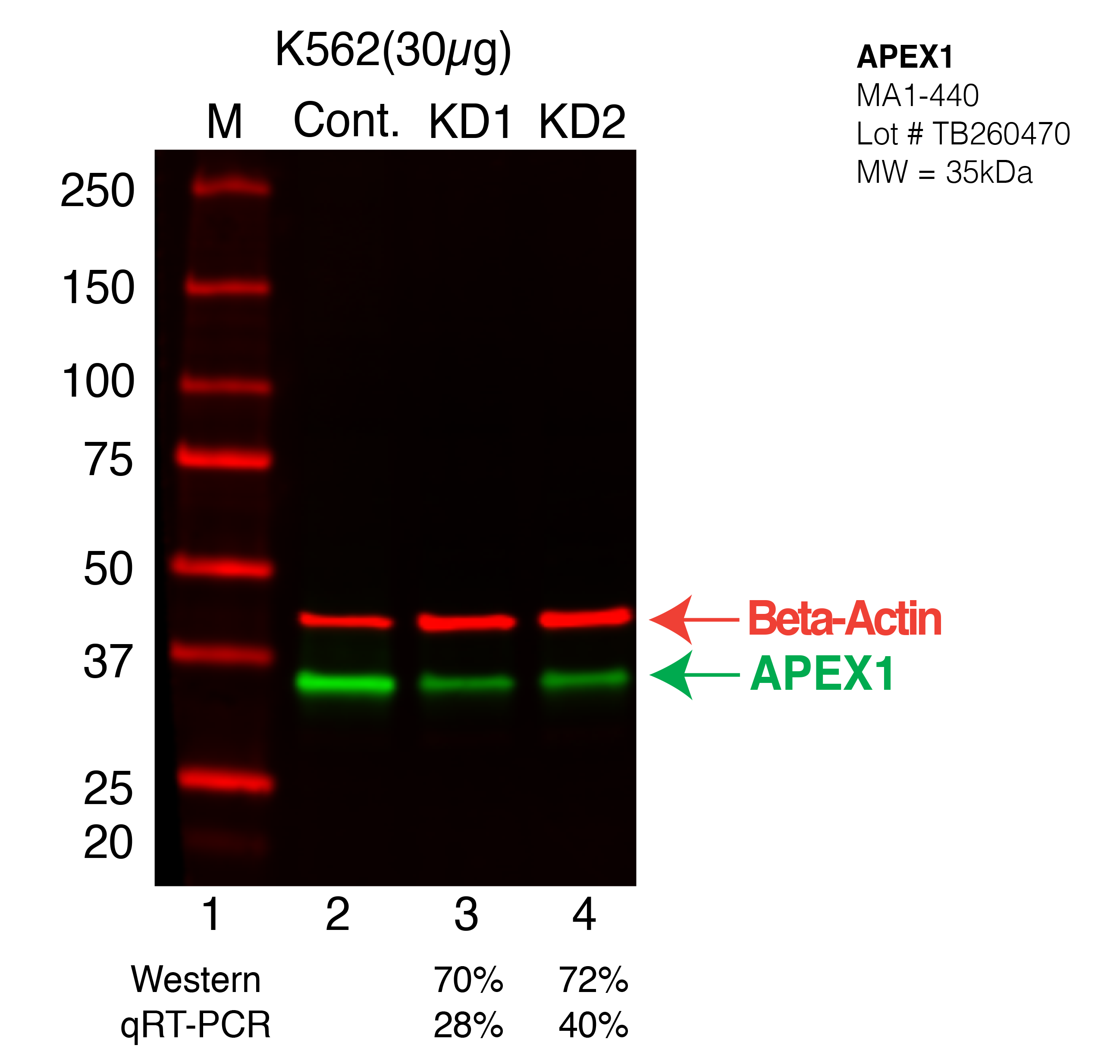 APEX1-K562-CRISPR.png<br>Caption: Western blot following CRISPR against APEX1 in K562 whole cell lysate using APEX1 specific antibody. Lane 1 is a ladder, lane 2 is K562 non-targeting control knockdown, lane 3 and 4 are two different CRISPR against APEX1. APEX1 protein appears as the green arrow, Beta-actin serves as a control and appears in red arrow.