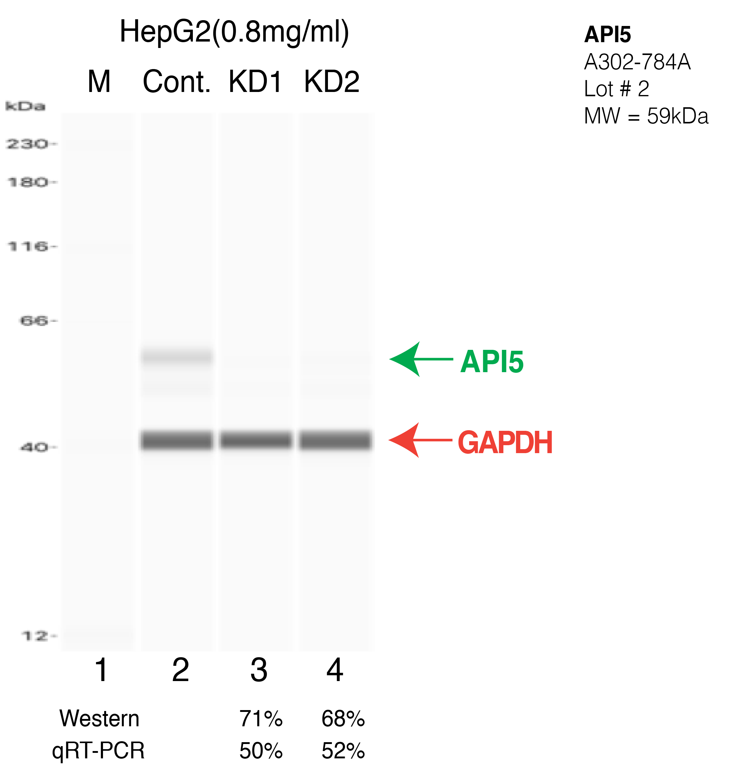 API5-HEPG2-CRISPR-A302-784A.png<br>Caption: Western blot following CRISPR against API5 in HepG2 whole cell lysate using API5 specific antibody. Lane 1 is a ladder, lane 2 is HepG2 non-targeting control knockdown, lane 3 and 4 are two different CRISPR against API5. API5 protein appears as the green arrow, GAPDH serves as a control and appears in red arrow.