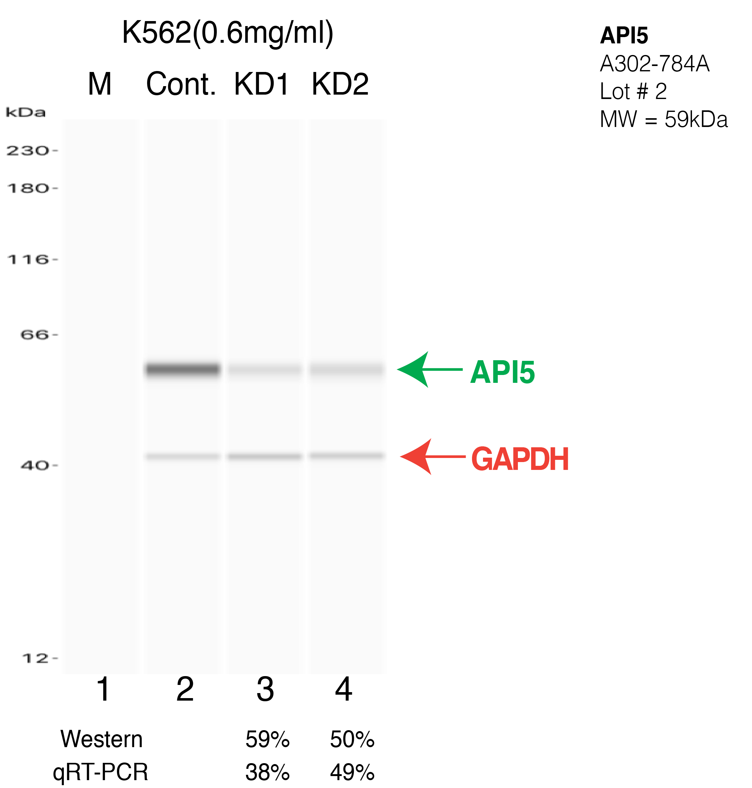 API5-K562-CRISPR-A302-784A.png<br>Caption: Western blot following CRISPR against API5 in K562 whole cell lysate using API5 specific antibody. Lane 1 is a ladder, lane 2 is K562 non-targeting control knockdown, lane 3 and 4 are two different CRISPR against API5. API5 protein appears as the green arrow, GAPDH serves as a control and appears in red arrow.