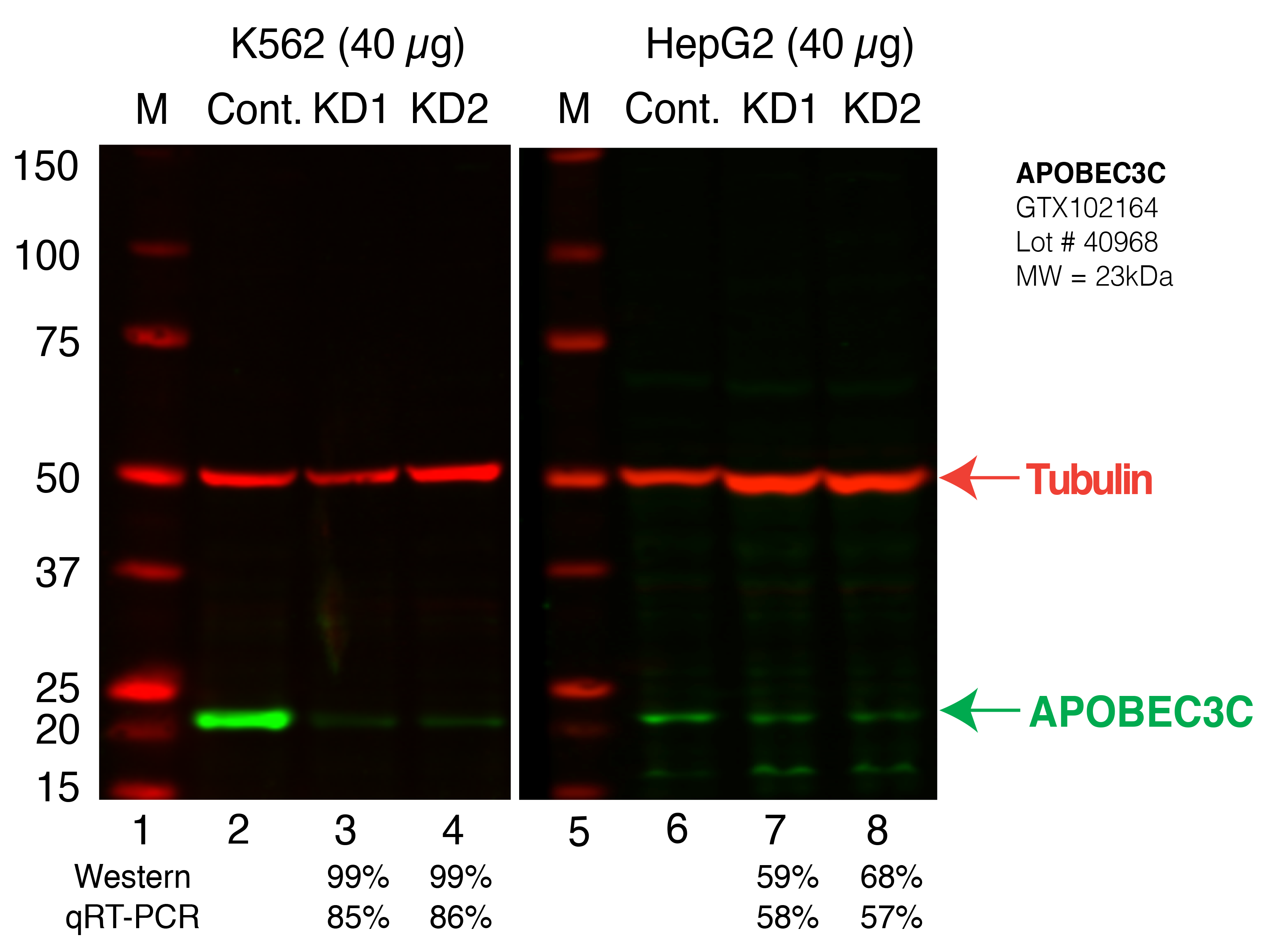 APOBEC3C_Secondary_Western.png<br>Caption: Western blot following shRNA against APOBEC3C in K562 or HepG2 whole cell lysate using APOBEC3C specific antibody. Lane 1 is a ladder, lane 2 is K562 non-targeting control knockdown, lane 3 and 4 are two different shRNA against APOBEC3C. Lanes 5-7 follow the same pattern, but in HepG2. APOBEC3C protein appears as the green band, Tubulin serves as a control and appears in red.