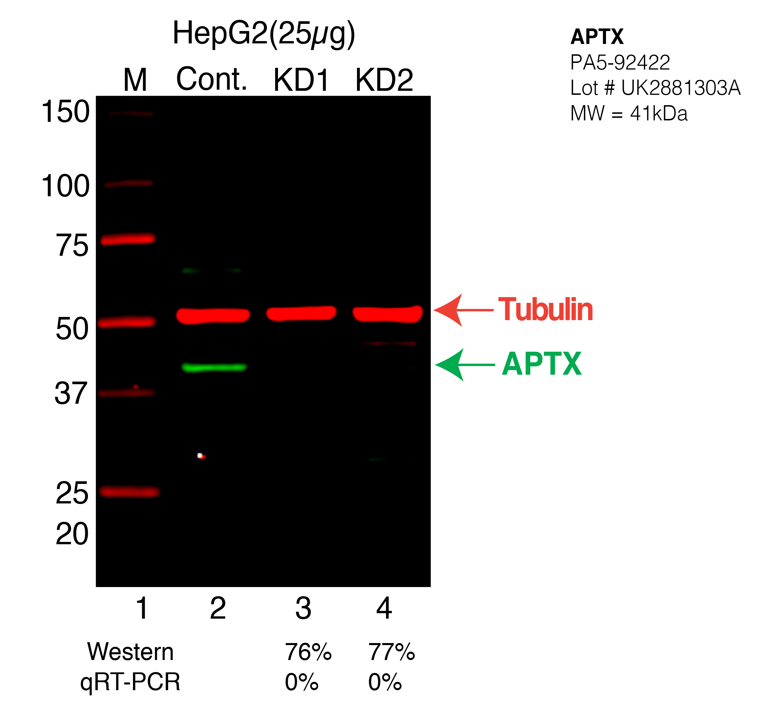 APTX-HEPG2-CRISPR-PA5-92422.png<br>Caption: Western blot following CRISPR against APTX in HepG2 whole cell lysate using APTX specific antibody. Lane 1 is a ladder, lane 2 is HepG2 non-targeting control knockdown, lane 3 and 4 are two different CRISPR against APTX. APTX protein appears as the green arrow, Tubulin serves as a control and appears in red arrow.