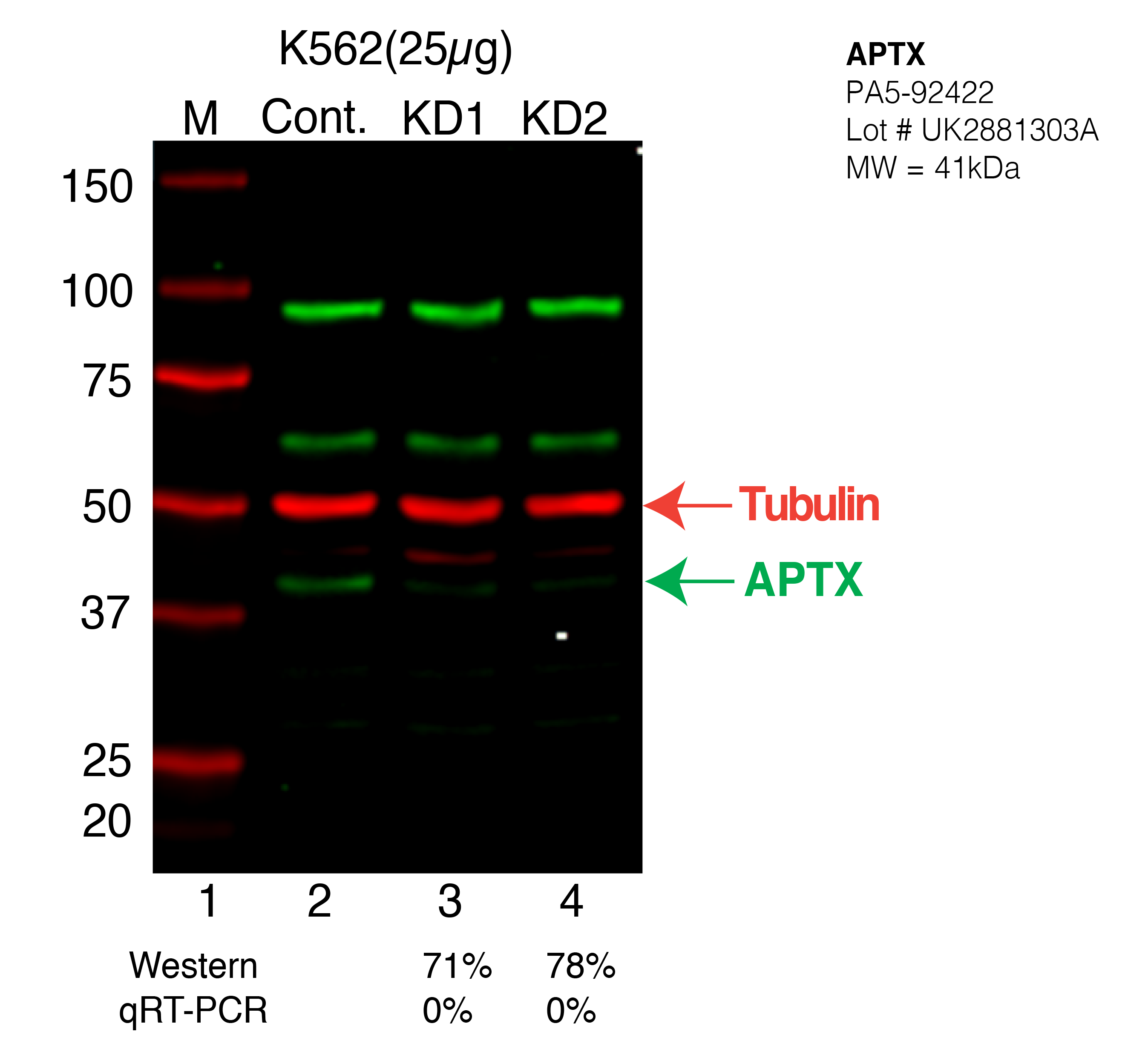 APTX-K562-CRISPR-PA5-92422.png<br>Caption: Western blot following CRISPR against APTX in K562 whole cell lysate using APTX specific antibody. Lane 1 is a ladder, lane 2 is K562 non-targeting control knockdown, lane 3 and 4 are two different CRISPR against APTX. APTX protein appears as the green arrow, Tubulin serves as a control and appears in red arrow.