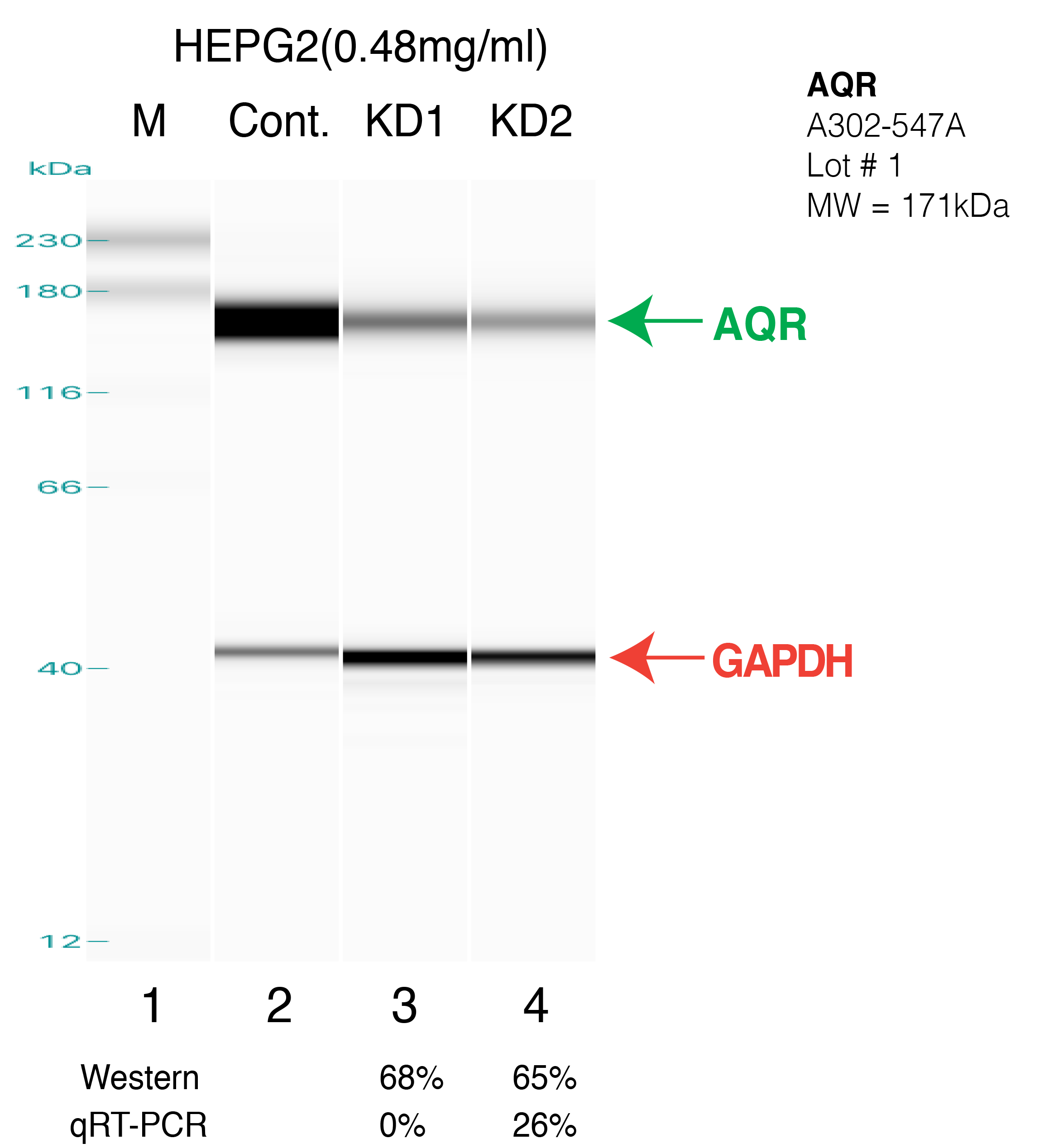 AQR-HEPG2.png<br>Caption: Western blot following shRNA against AQR in HepG2 whole cell lysate using AQR specific antibody. Lane 1 is a ladder, lane 2 is HepG2 non-targeting control knockdown, lane 3 and 4 are two different shRNAs against AQR.AQR protein appears as the green arrow, GAPDH serves as a control and appears in red arrow.