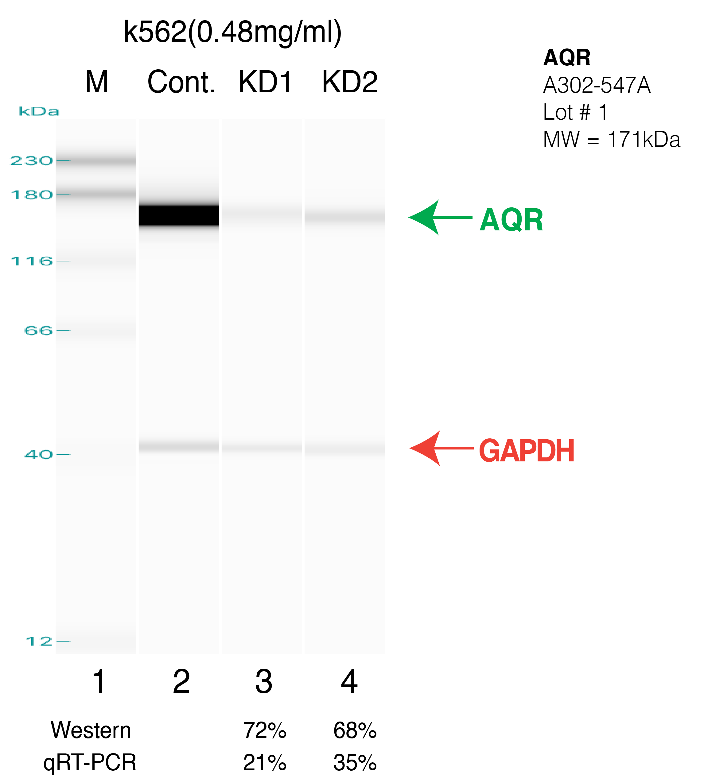 AQR-k562.png<br>Caption: Western blot following shRNA against AQR in k562 whole cell lysate using AQR specific antibody. Lane 1 is a ladder, lane 2 is k562 non-targeting control knockdown, lane 3 and 4 are two different shRNAs against AQR. AQR protein appears as the green arrow, GAPDH serves as a control and appears in red arrow.