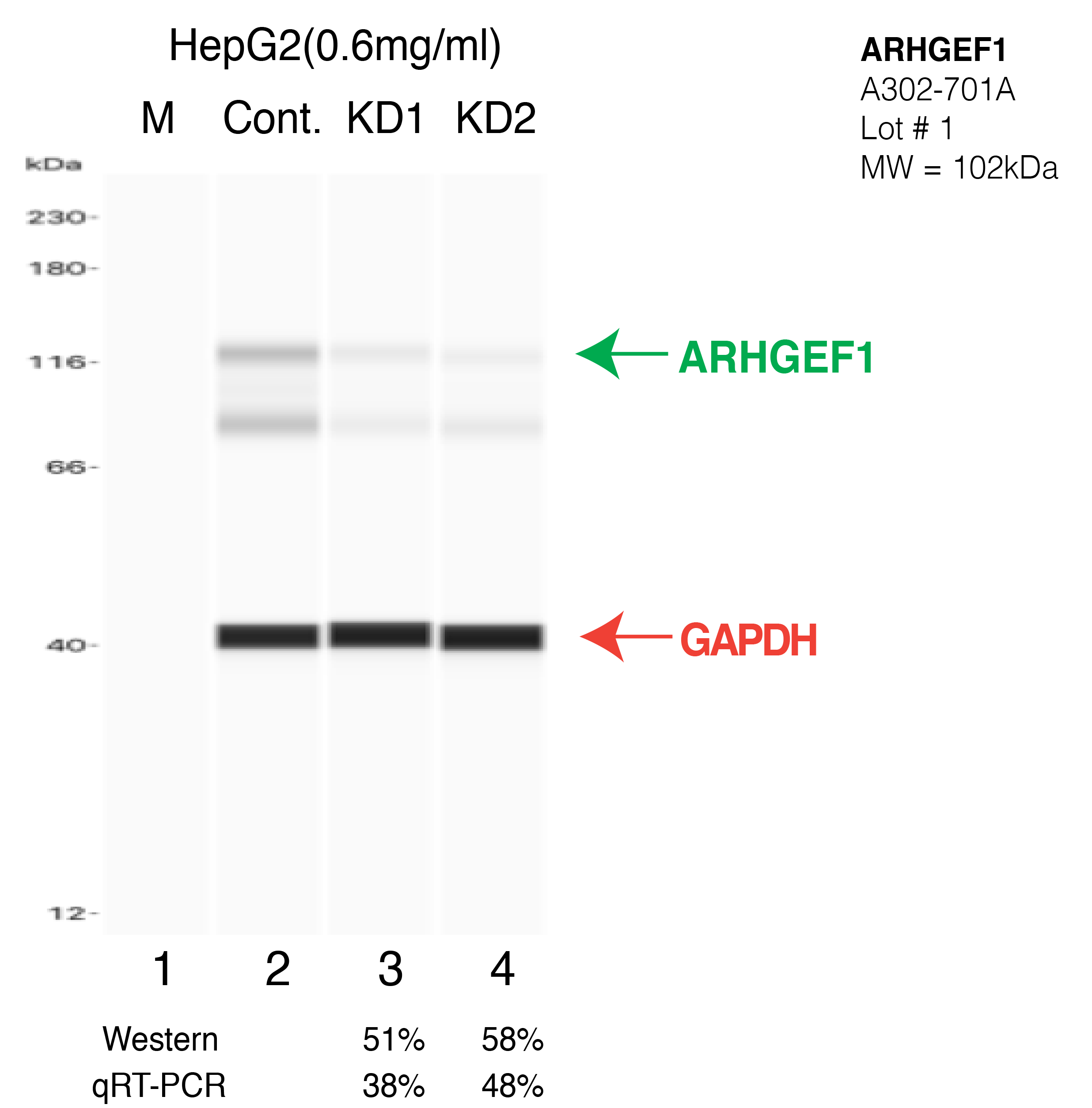 ARHGEF1-HEPG2-CRISPR-A302-701A.png<br>Caption: Western blot following CRISPR against ARHGEF1 in HepG2 whole cell lysate using ARHGEF1 specific antibody. Lane 1 is a ladder, lane 2 is HepG2 non-targeting control knockdown, lane 3 and 4 are two different CRISPR against ARHGEF1. ARHGEF1 protein appears as the green arrow, GAPDH serves as a control and appears in red arrow.