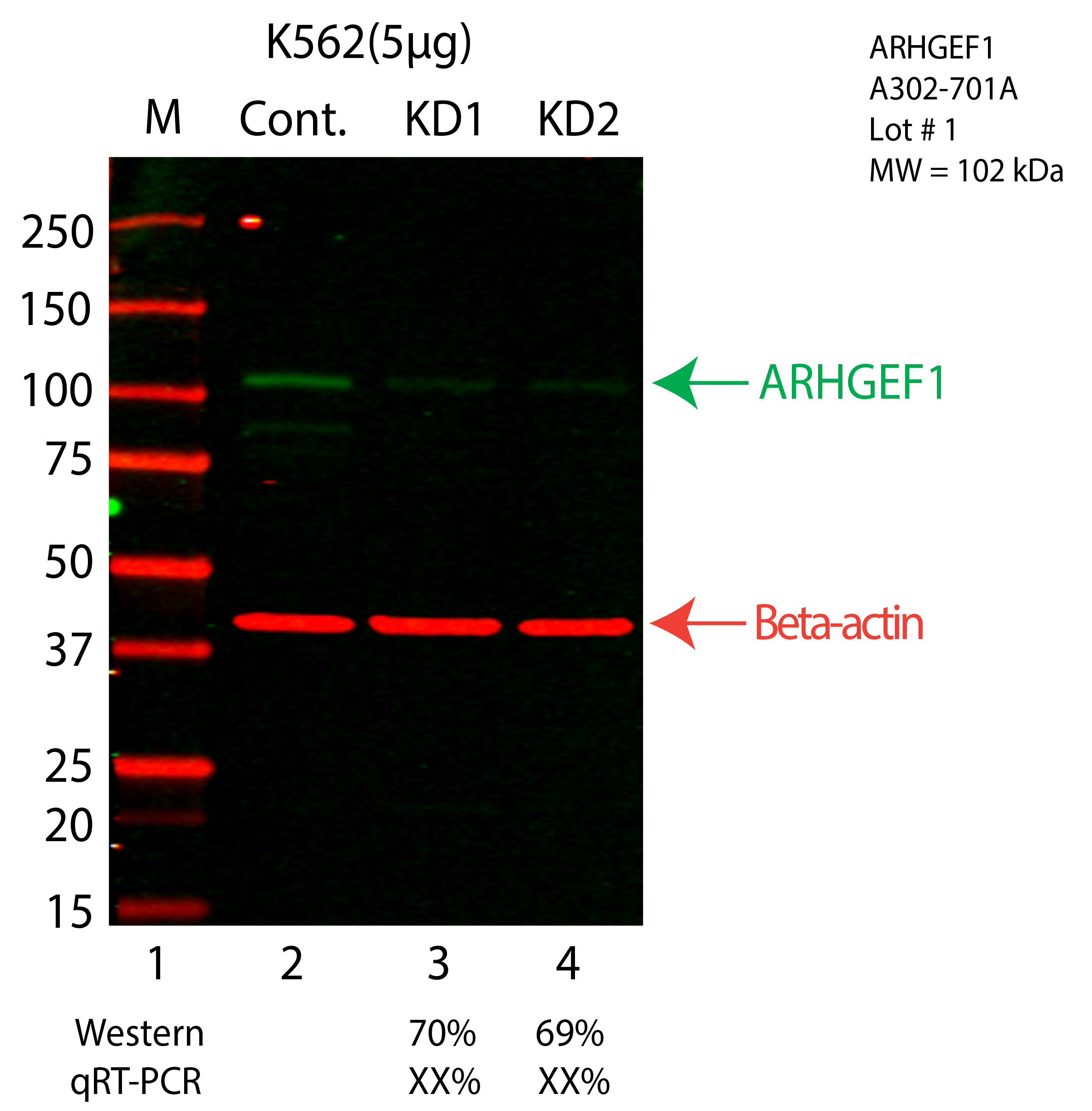 ARHGEF1-K562-CRISPR-A302-701A.png<br>Caption: Western blot following CRISPR against ARHGEF1 in K562 whole cell lysate using ARHGEF1 specific antibody. Lane 1 is a ladder, lane 2 is K562 non-targeting control knockdown, lane 3 and 4 are two different CRISPR against ARHGEF1. ARHGEF1 protein appears as the green arrow, Beta-actin serves as a control and appears in red arrow.