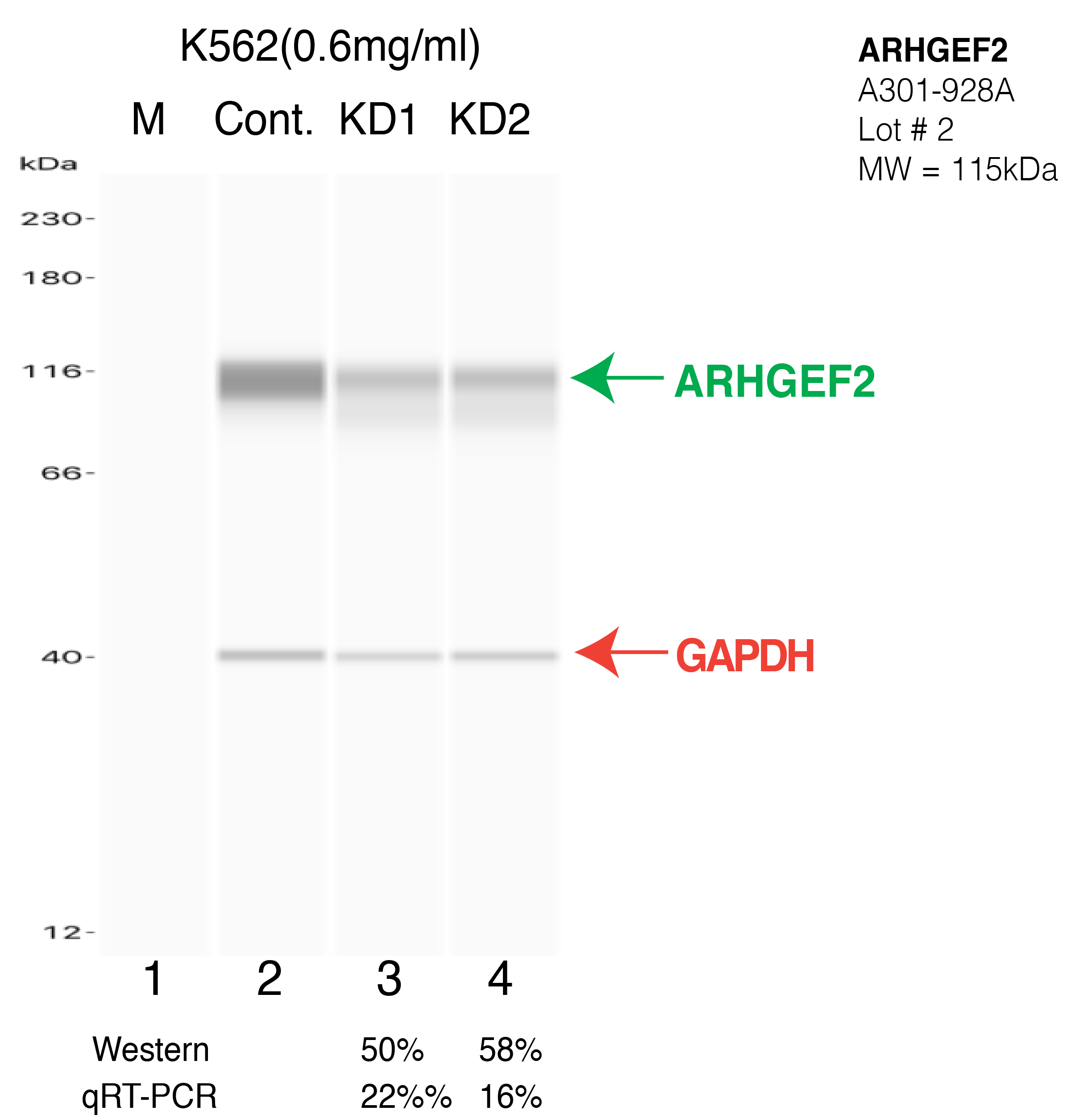 ARHGEF2-K562-CRISPR-A301-928A.png<br>Caption: Western blot following CRISPR against ARHGEF2 in K562 whole cell lysate using ARHGEF2 specific antibody. Lane 1 is a ladder, lane 2 is K562 non-targeting control knockdown, lane 3 and 4 are two different CRISPR against ARHGEF2. ARHGEF2 protein appears as the green arrow, GAPDH serves as a control and appears in red arrow.