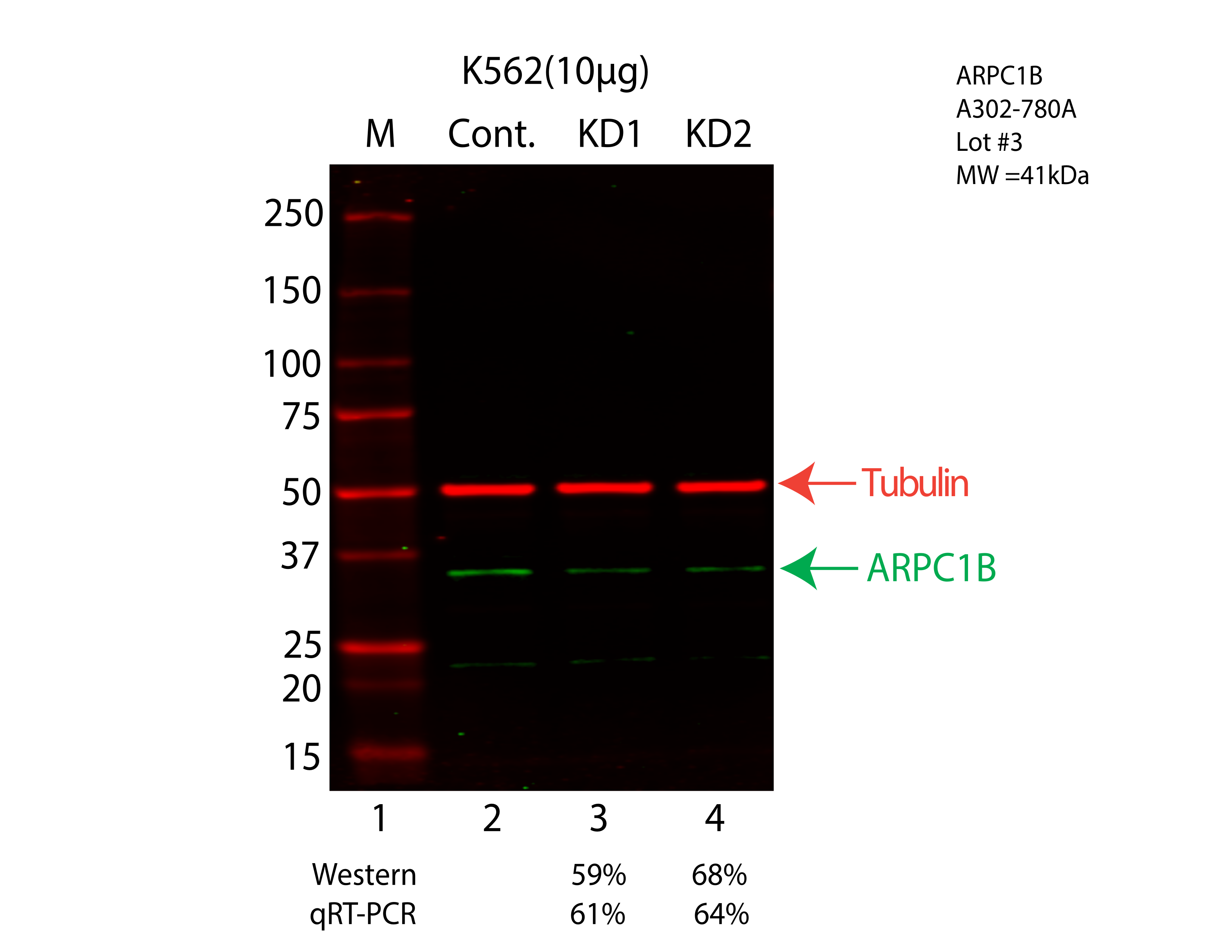 ARPC1B-K562-CRISPR-A302-780A.png<br>Caption: Western blot following CRISPR against ARPC1B in K562 whole cell lysate using ARPC1B specific antibody. Lane 1 is a ladder, lane 2 is K562 non-targeting control knockdown, lane 3 and 4 are two different CRISPR against ARPC1B. ARPC1B protein appears as the green arrow, Tubulin serves as a control and appears in red arrow.