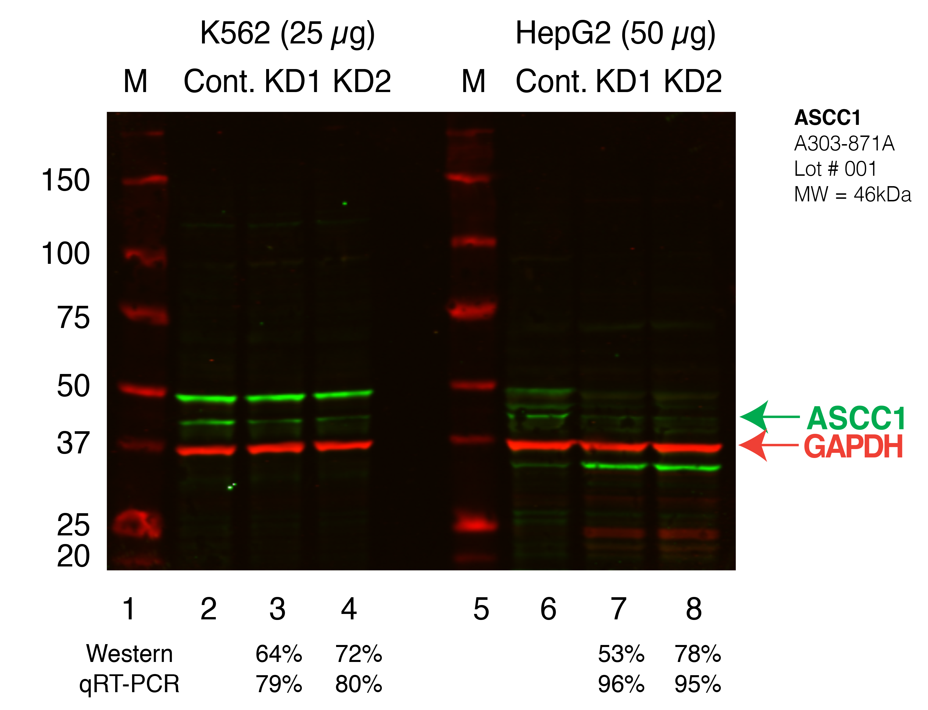 ASCC1_Secondary_Western.png<br>Caption: Western blot following shRNA against ASCC1 in K562 and HepG2 whole cell lysate using ASCC1 specific antibody. Lane 1 is a ladder, lane 2 is K562 non-targeting control knockdown, lane 3 and 4 are two different shRNAs against ASCC1. Lanes 5-8 follow the same pattern, but in HepG2. ASCC1 protein appears as the green band, GAPDH serves as a control and appears in red.