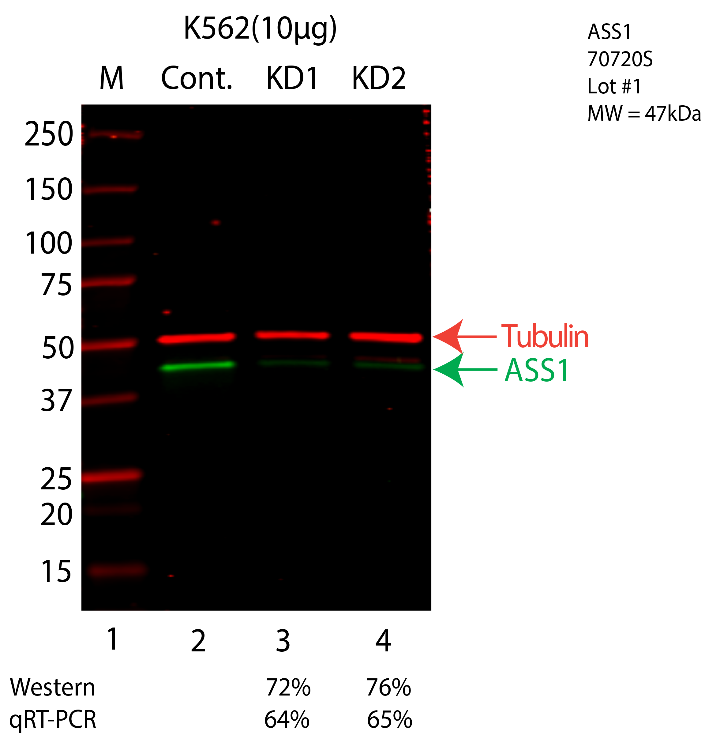 ASS1-K562-CRISPR-70720S.png<br>Caption: Western blot following CRISPR against ASS1 in K562 whole cell lysate using ASS1 specific antibody. Lane 1 is a ladder, lane 2 is K562 non-targeting control knockdown, lane 3 and 4 are two different CRISPR against ASS1. ASS1 protein appears as the green arrow, Tubulin serves as a control and appears in red arrow.