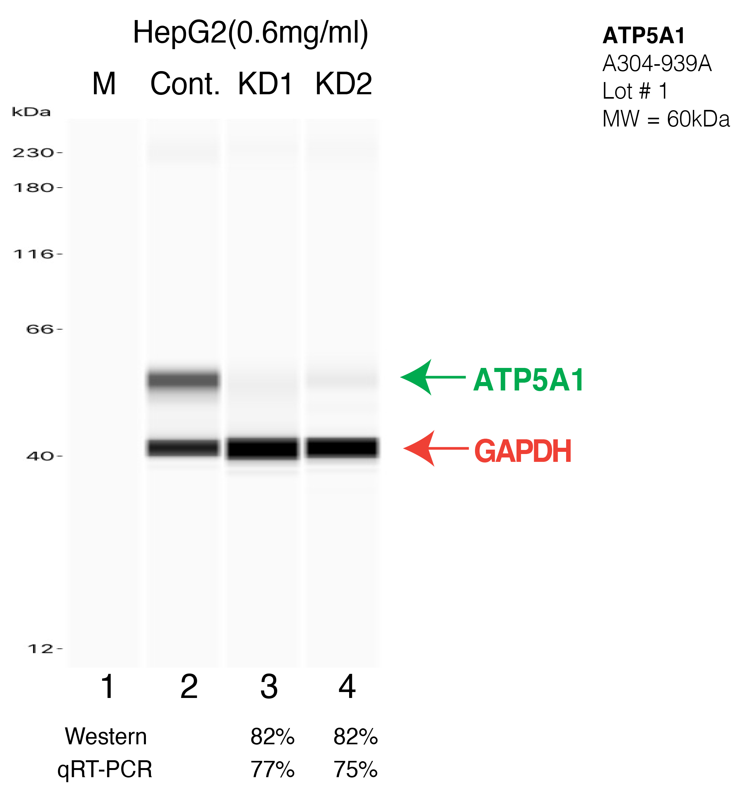 ATP5A1-HEPG2-CRISPR-A304-939A.png<br>Caption: Western blot following CRISPR against ATP5A1 in HepG2 whole cell lysate using ATP5A1 specific antibody. Lane 1 is a ladder, lane 2 is HepG2 non-targeting control knockdown, lane 3 and 4 are two different CRISPR against ATP5A1. ATP5A1 protein appears as the green arrow, GAPDH serves as a control and appears in red arrow.