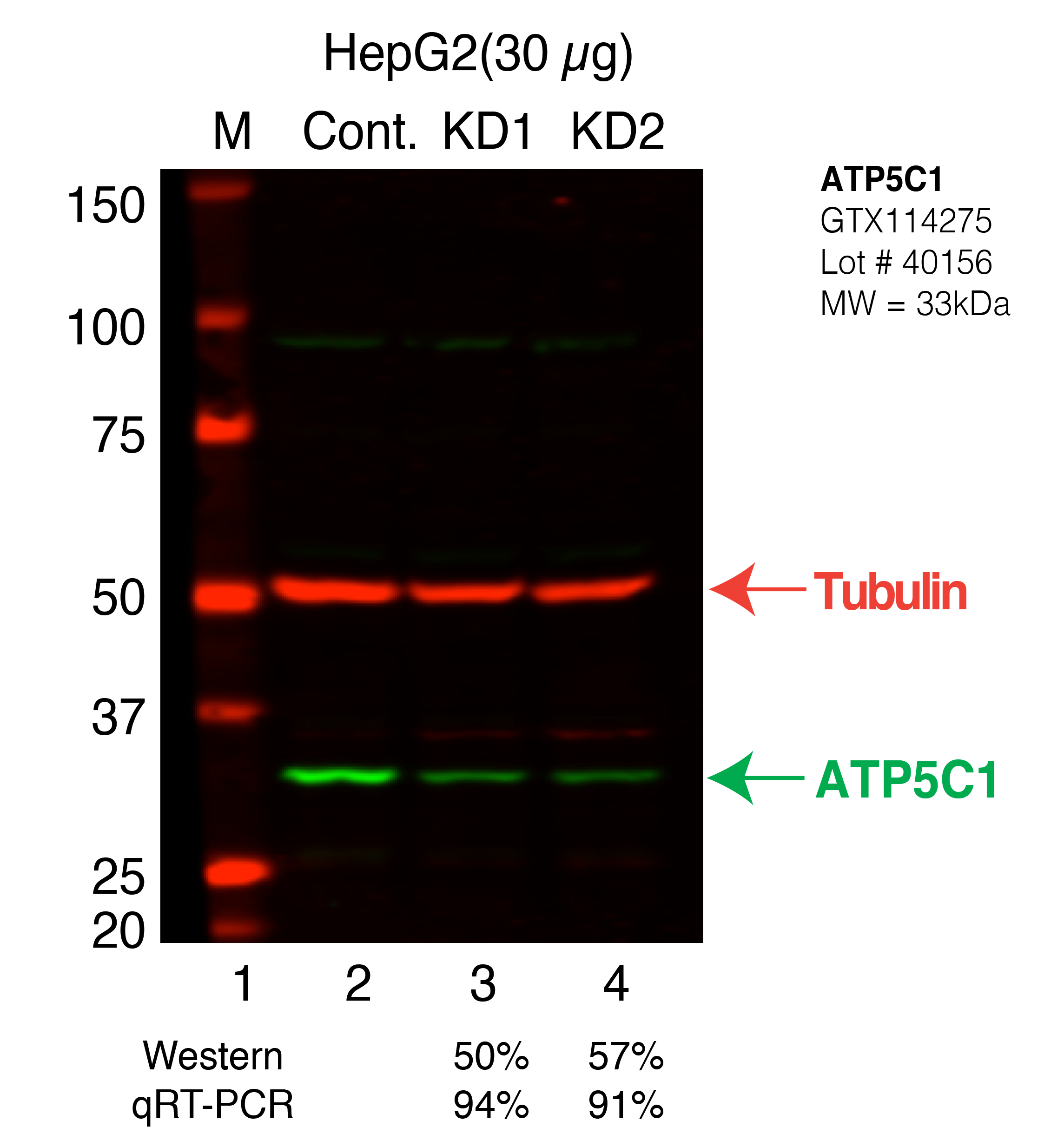 ATP5C1-HEPG2_Secondary_Western.png<br>Caption: Western blot following shRNA against ATP5C1 in HepG2 whole cell lysate using ATP5C1 specific antibody. Lane 1 is a ladder, lane 2 is HepG2 non-targeting control knockdown, lane 3 and 4 are two different shRNAs against ATP5C1.ATP5C1 protein appears as the green band, Tubulin serves as a control and appears in red.