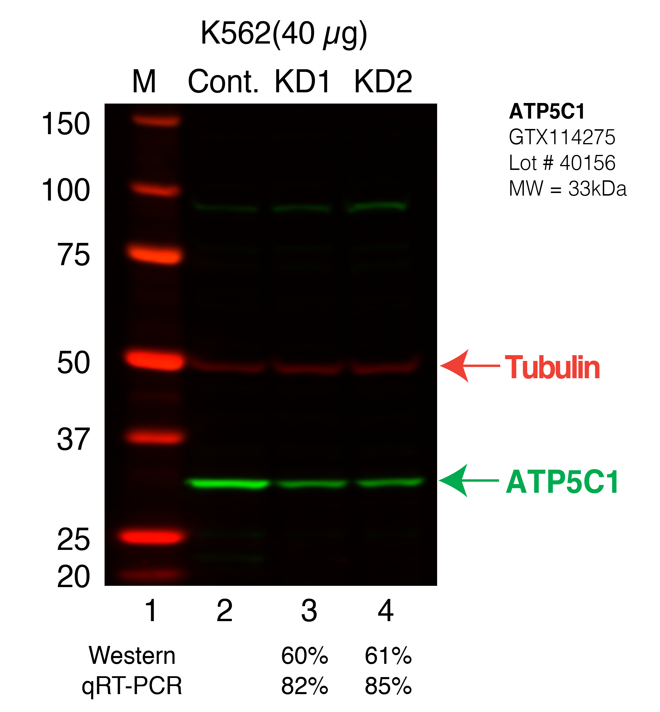 ATP5C1-K562_Secondary_Western.png<br>Caption: Western blot following shRNA against ATP5C1 in K562 whole cell lysate using ATP5C1 specific antibody. Lane 1 is a ladder, lane 2 is K562 non-targeting control knockdown, lane 3 and 4 are two different shRNAs against ATP5C1.ATP5C1 protein appears as the green band, Tubulin serves as a control and appears in red.