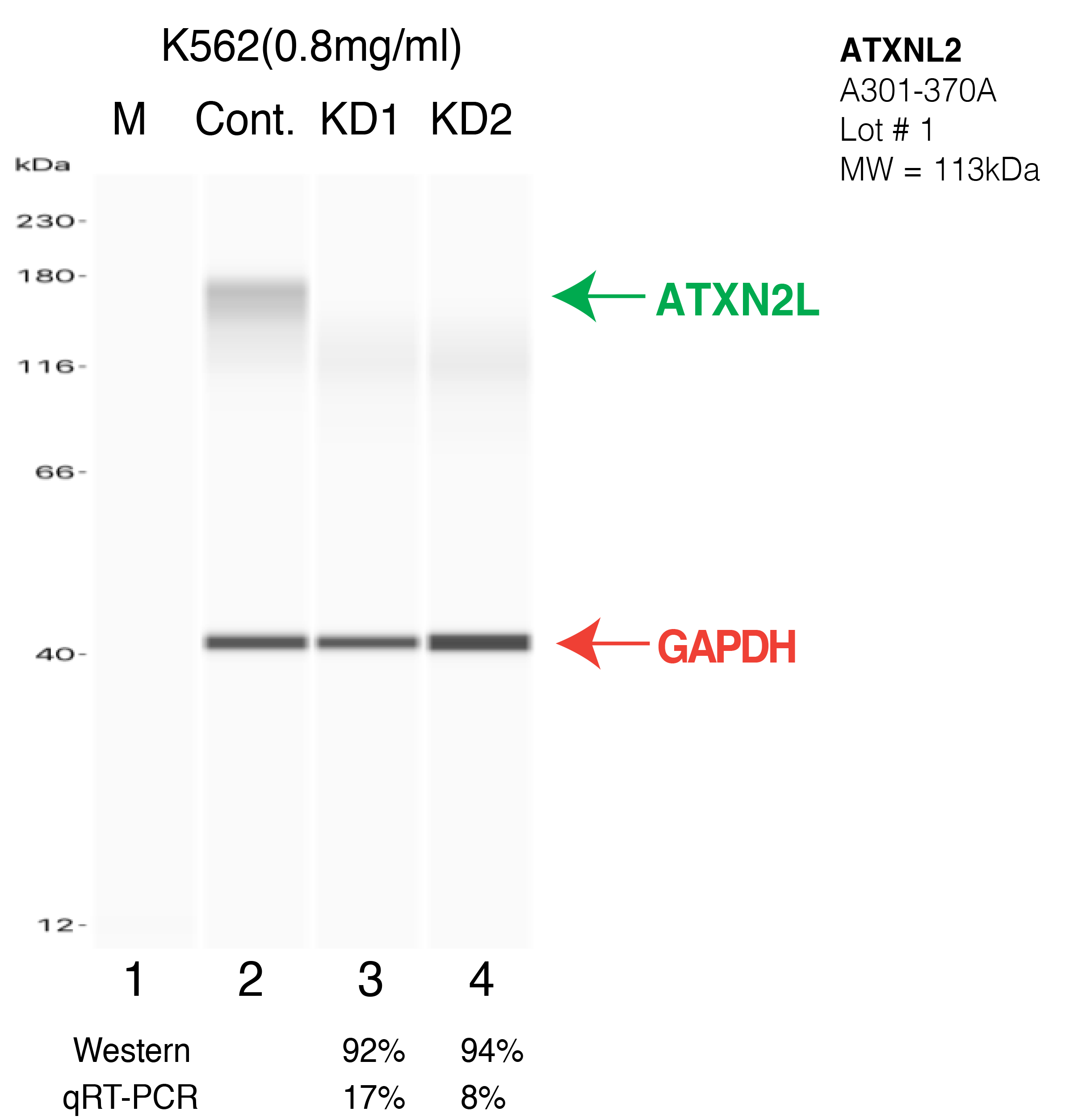 ATXN2L-K562-CRISPR-A301-370A.png<br>Caption: Western blot following CRISPR against ATXN2L in K562 whole cell lysate using ATXN2L specific antibody. Lane 1 is a ladder, lane 2 is K562 non-targeting control knockdown, lane 3 and 4 are two different CRISPR against ATXN2L. ATXN2L protein appears as the green arrow, GAPDH serves as a control and appears in red arrow.