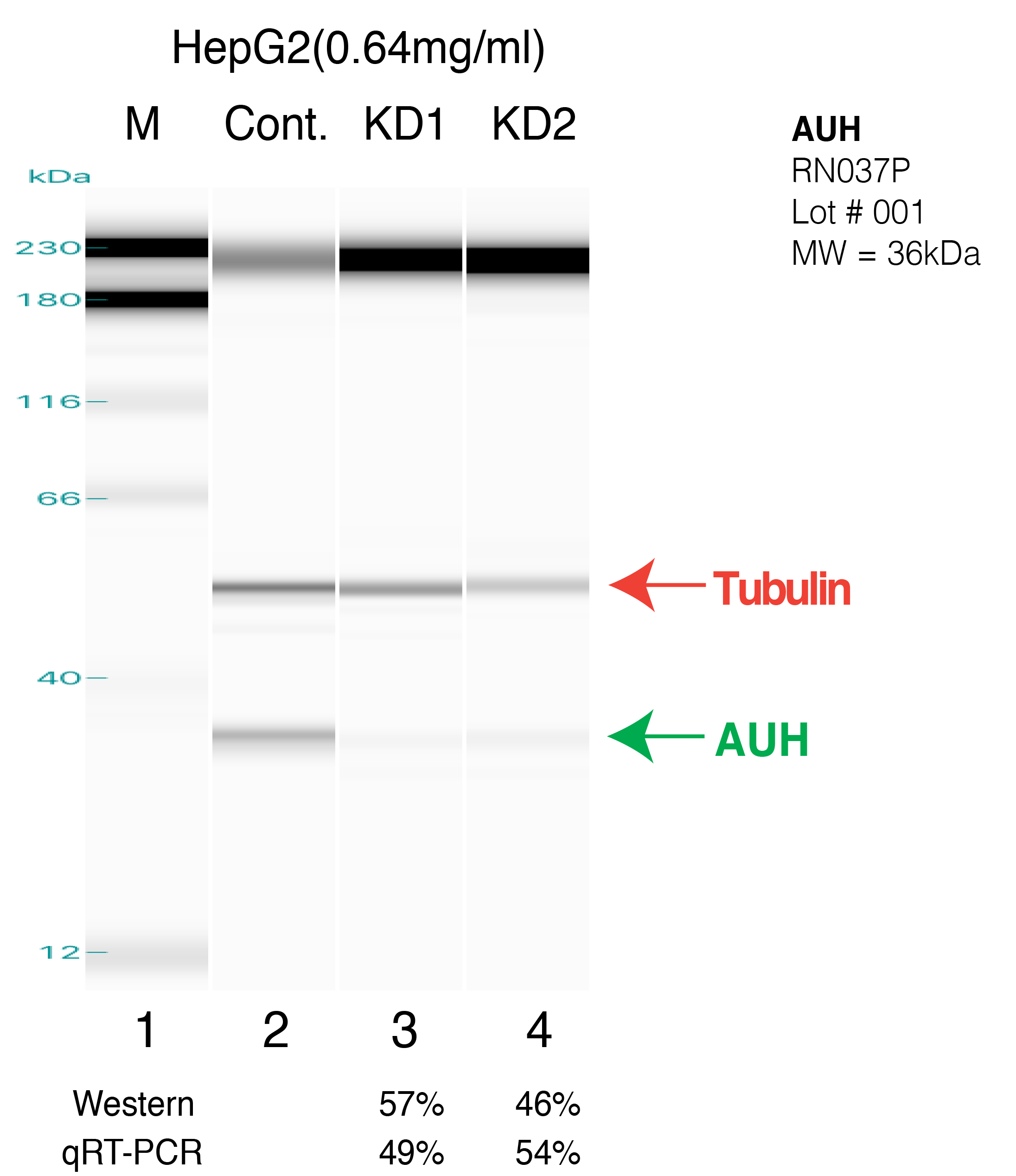 AUH-HEPG2.png<br>Caption: Western blot following shRNA against AUH in HepG2 whole cell lysate using AUH specific antibody. Lane 1 is a ladder, lane 2 is HepG2 non-targeting control knockdown, lane 3 and 4 are two different shRNAs against AUH.AUH protein appears as the green arrow, Tubulin serves as a control and appears in red arrow.