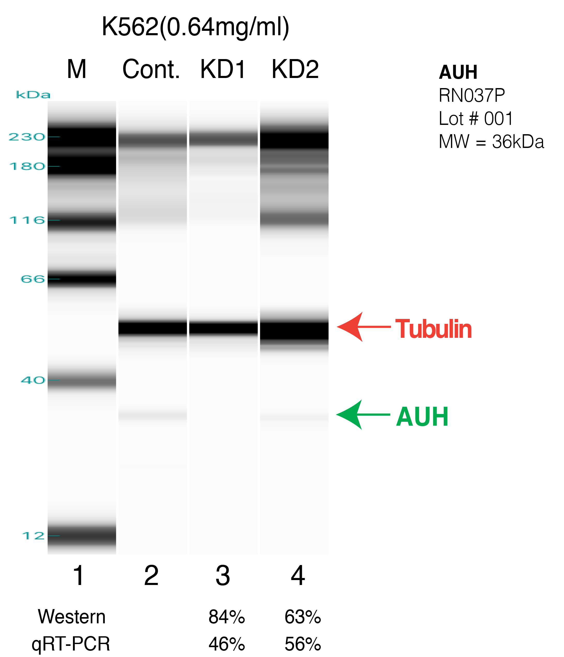 AUH-k562.png<br>Caption: Western blot following shRNA against AUH in k562 whole cell lysate using AUH specific antibody. Lane 1 is a ladder, lane 2 is k562 non-targeting control knockdown, lane 3 and 4 are two different shRNAs against AUH.AUH protein appears as the green arrow, Tubulin serves as a control and appears in red arrow.