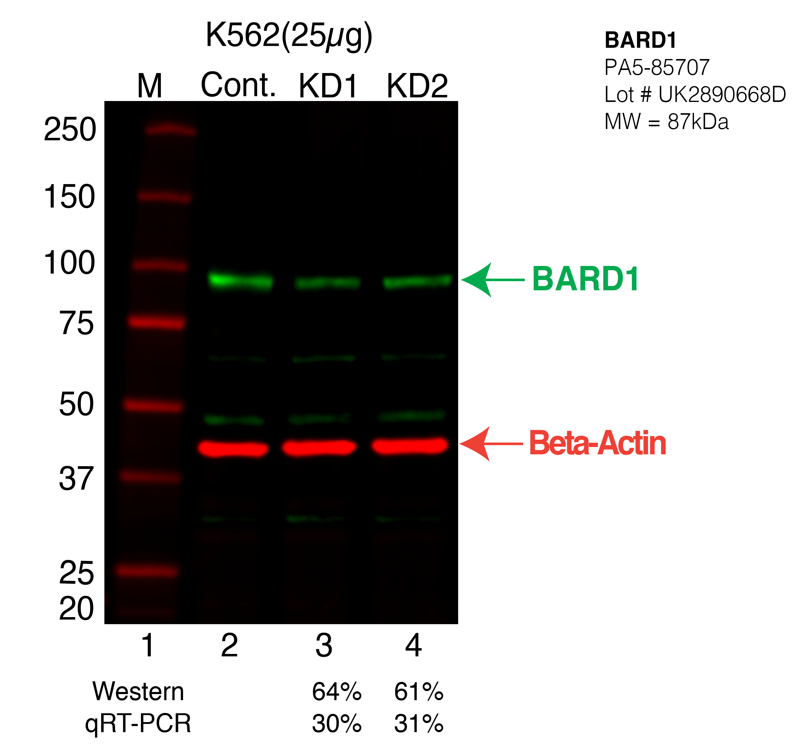 BARD1-K562-CRISPR-PA5-85707.png<br>Caption: Western blot following CRISPR against BARD1 in K562 whole cell lysate using BARD1 specific antibody. Lane 1 is a ladder, lane 2 is K562 non-targeting control knockdown, lane 3 and 4 are two different CRISPR against BARD1. BARD1 protein appears as the green arrow, Beta-actin serves as a control and appears in red arrow.