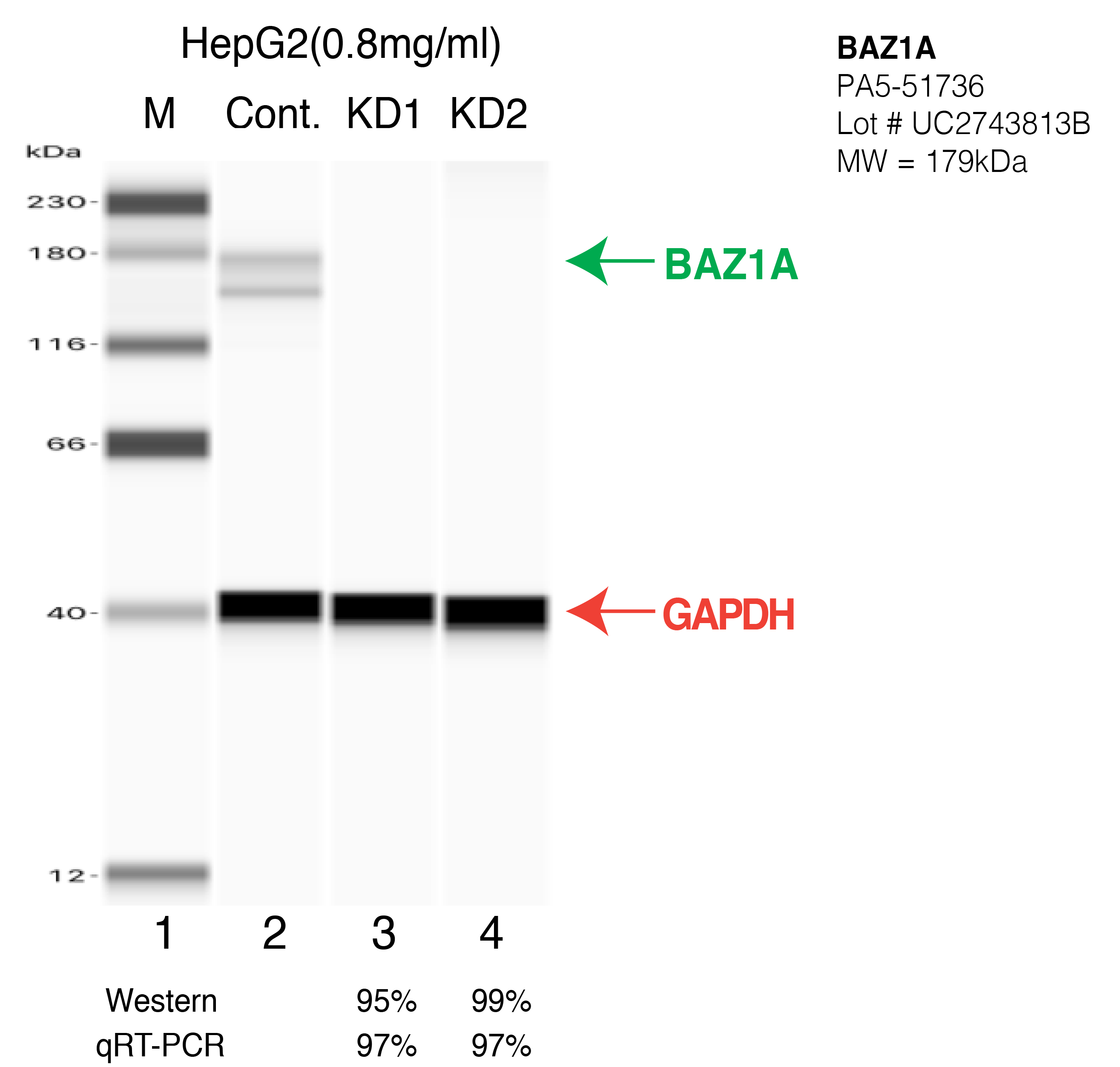 BAZ1A-HEPG2-CRISPR-PA5-51736.png<br>Caption: Western blot following CRISPR against BAZ1A in HepG2 whole cell lysate using BAZ1A specific antibody. Lane 1 is a ladder, lane 2 is HepG2 non-targeting control knockdown, lane 3 and 4 are two different CRISPR against BAZ1A. BAZ1A protein appears as the green arrow, GAPDH serves as a control and appears in red arrow.