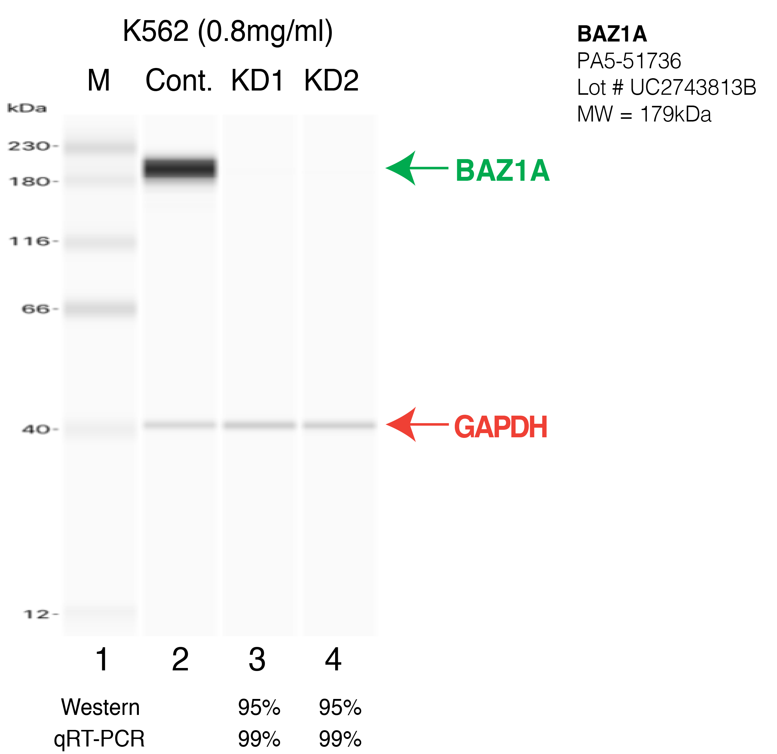 BAZ1A-K562-CRISPR-PA5-51736.png<br>Caption: Western blot following CRISPR against BAZ1A in K562 whole cell lysate using BAZ1A specific antibody. Lane 1 is a ladder, lane 2 is K562 non-targeting control knockdown, lane 3 and 4 are two different CRISPR against BAZ1A. BAZ1A protein appears as the green arrow, GAPDH serves as a control and appears in red arrow.