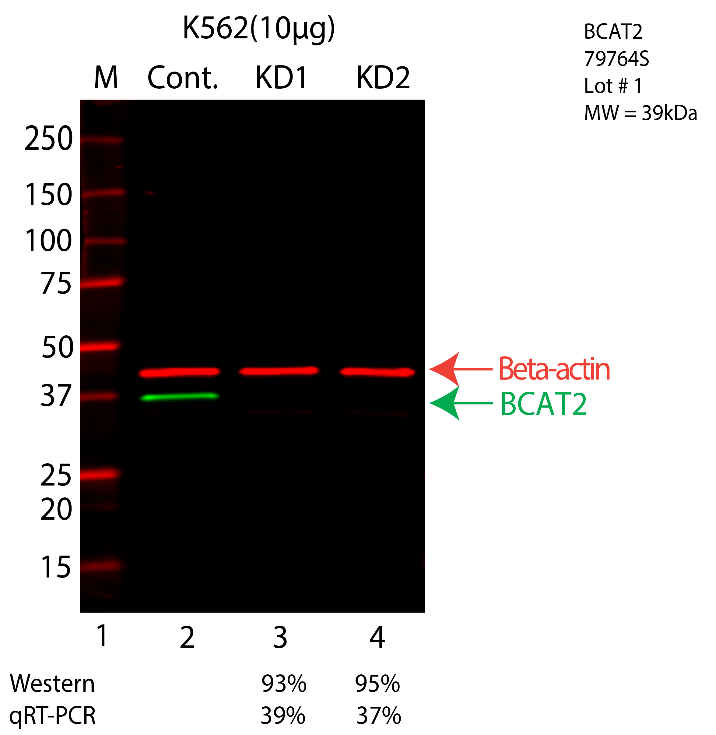 BCAT2-K562-CRISPR-79764S.png<br>Caption: Western blot following CRISPR against BCAT2 in K562 whole cell lysate using BCAT2 specific antibody. Lane 1 is a ladder, lane 2 is K562 non-targeting control knockdown, lane 3 and 4 are two different CRISPR against BCAT2. BCAT2 protein appears as the green arrow, Beta-actin serves as a control and appears in red arrow.