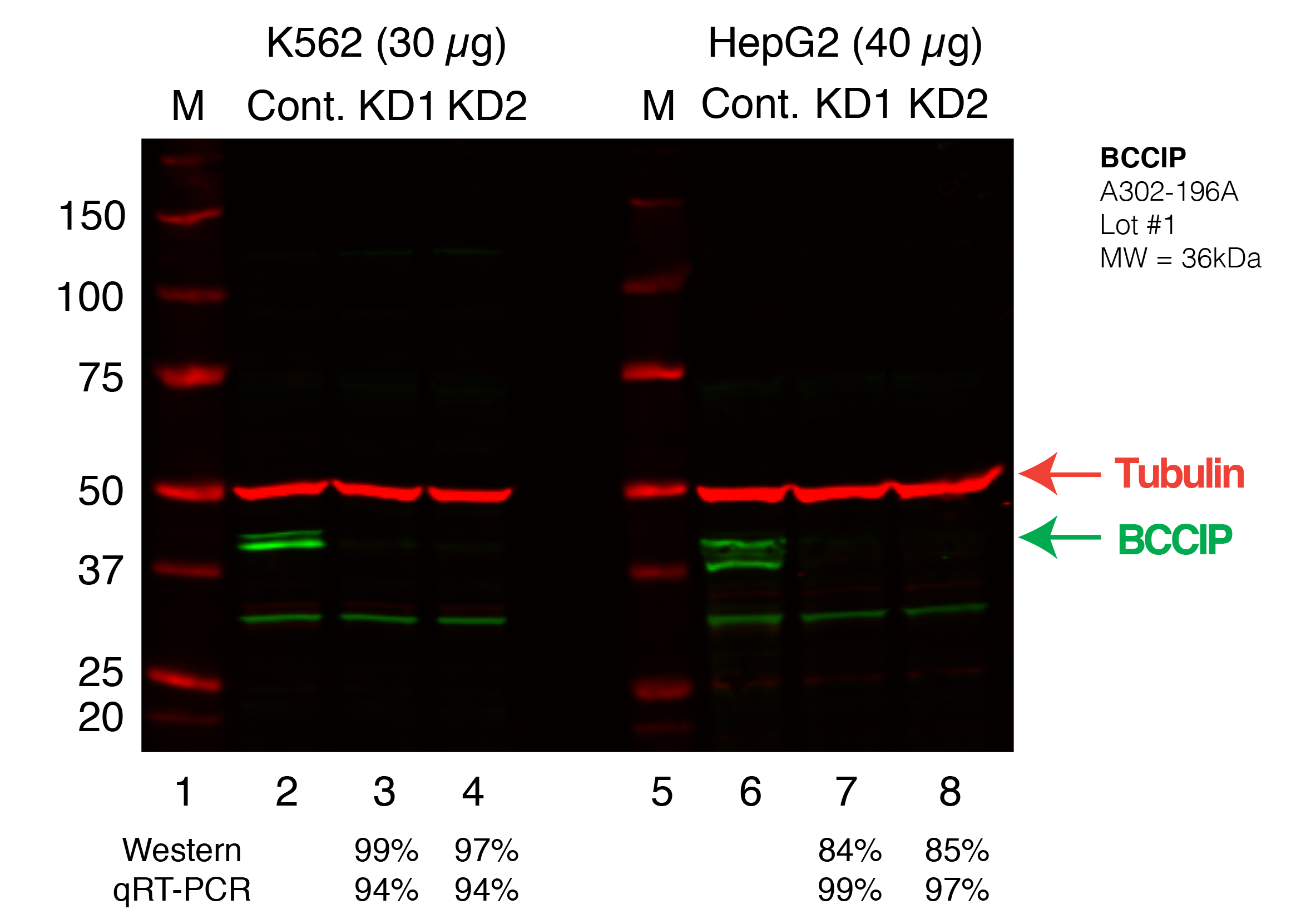 BCCIP_Secondary_Western.png<br>Caption: Western blot following shRNA against BCCIP in K562 and HepG2 whole cell lysate using BCCIP specific antibody. Lane 1 is a ladder, lane 2 is K562 non-targeting control knockdown, lane 2 and 3 are two different shRNAs against BCCIP. Lanes 5-7 follow the same pattern, but in HepG2. BCCIP protein appears as the green band, GAPDH serves as a control and appears in red.