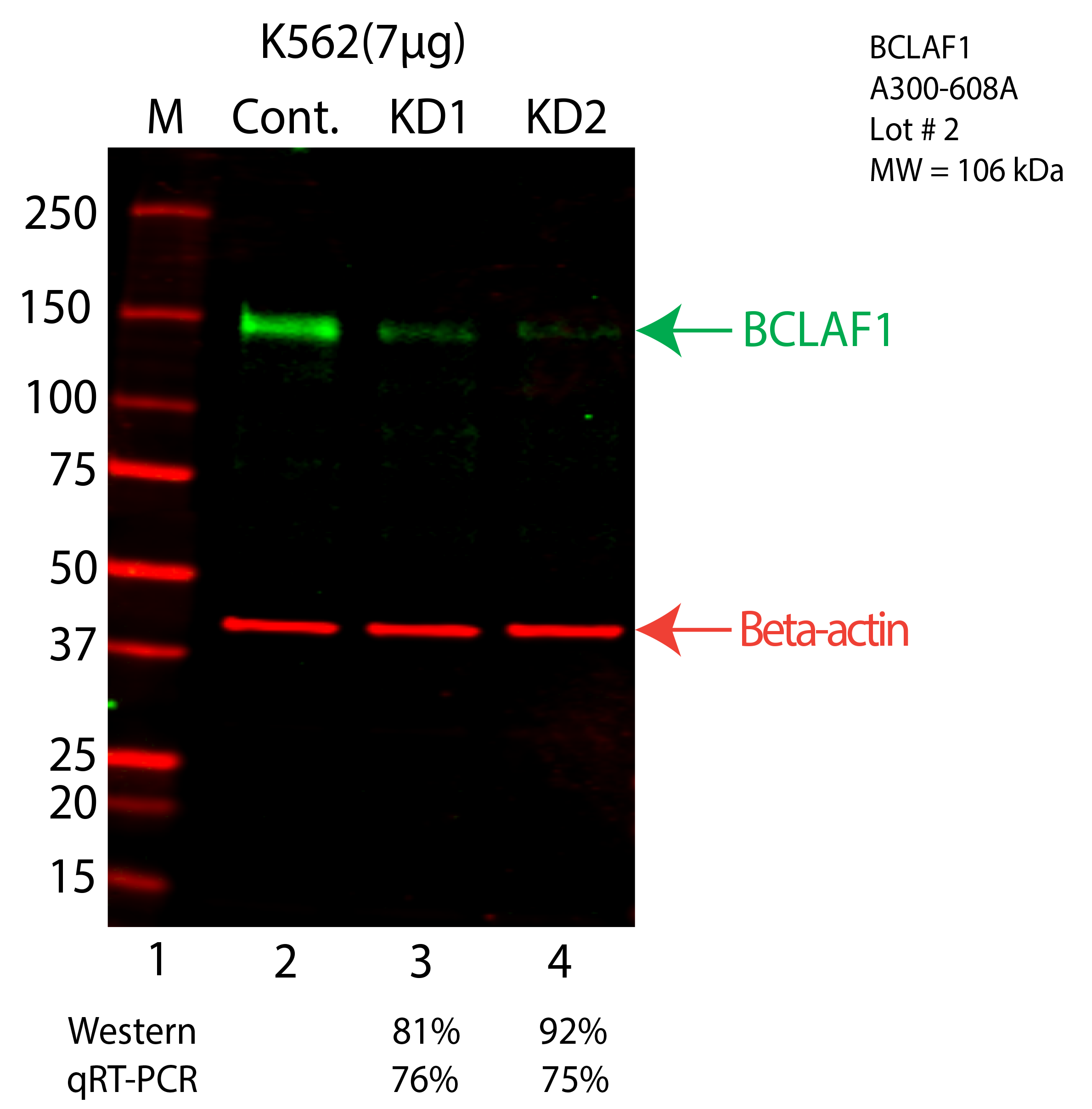 BCLAF1-K562-CRISPR-A300-608A.png<br>Caption: Western blot following CRISPR against BCLAF1 in K562 whole cell lysate using BCLAF1 specific antibody. Lane 1 is a ladder, lane 2 is K562 non-targeting control knockdown, lane 3 and 4 are two different CRISPR against BCLAF1. BCLAF1 protein appears as the green arrow, Beta-actin serves as a control and appears in red arrow.