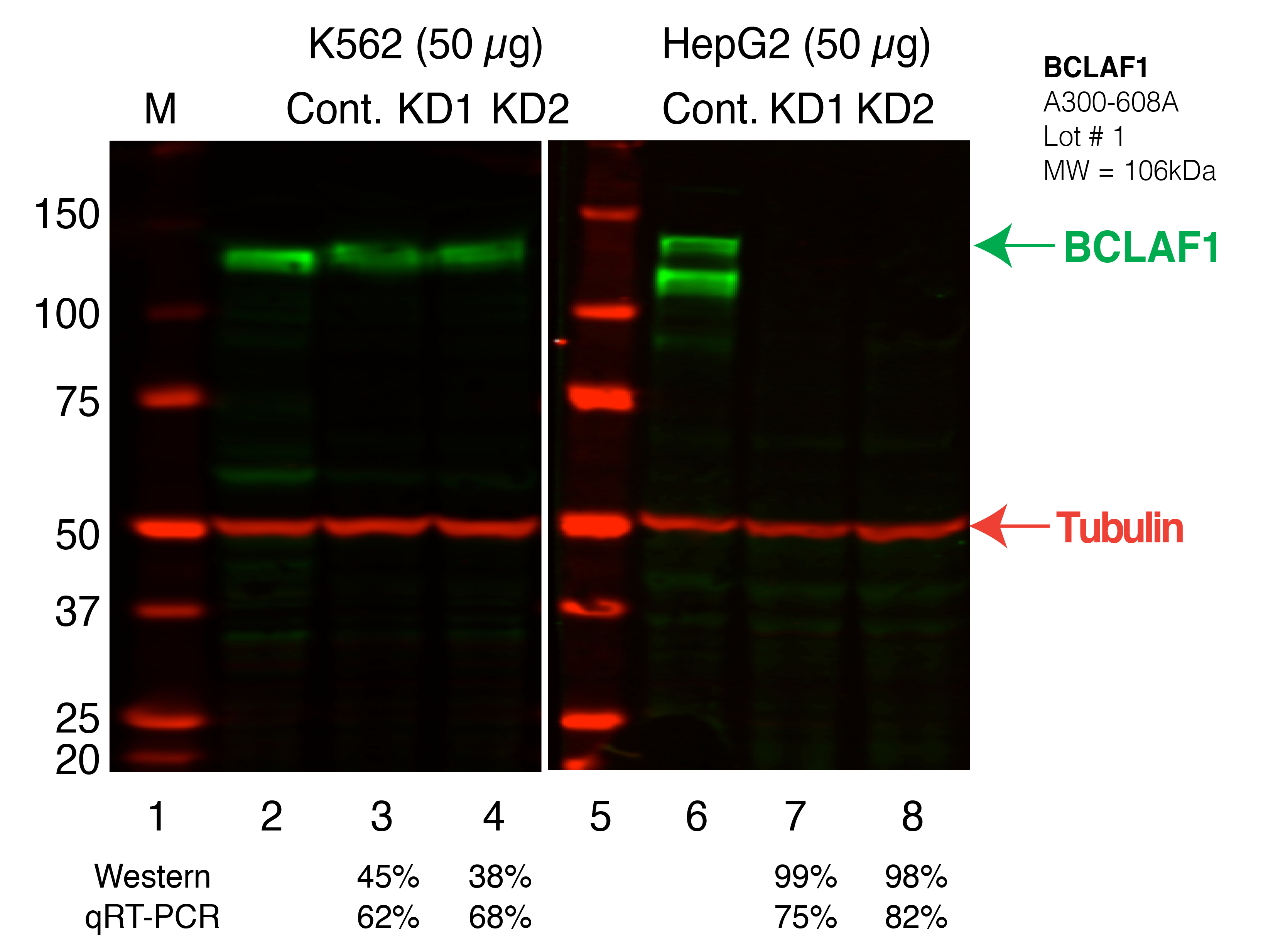 BCLAF1_Secondary_Western.png<br>Caption: Western blot following shRNA against BCLAF1 in K562 and HepG2 whole cell lysate using BCLAF1 specific antibody. Lane 1 is a ladder, lane 2 is K562 non-targeting control knockdown, lane 3 and 4 are two different shRNAs against BCLAF1. Lanes 5-8 follow the same pattern, but in HepG2. BCLAF1 protein appears as the green band, Tubulin serves as a control and appears in red.