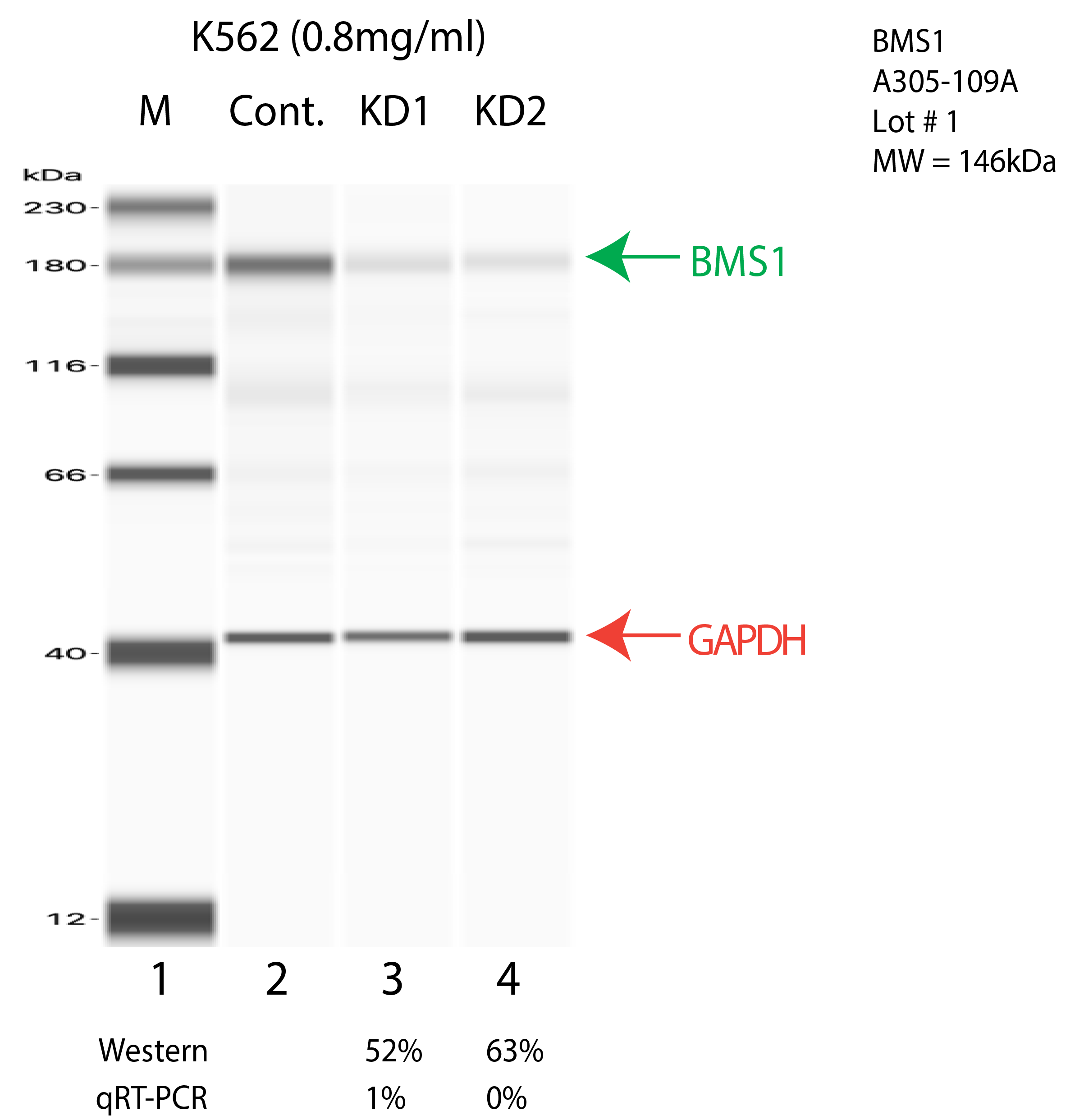 BMS1-K562-CRISPR-A305-109A.png<br>Caption: Western blot following CRISPR against BMS1 in K562 whole cell lysate using BMS1 specific antibody. Lane 1 is a ladder, lane 2 is K562 non-targeting control knockdown, lane 3 and 4 are two different CRISPR against BMS1. BMS1 protein appears as the green arrow, GAPDH serves as a control and appears in red arrow.