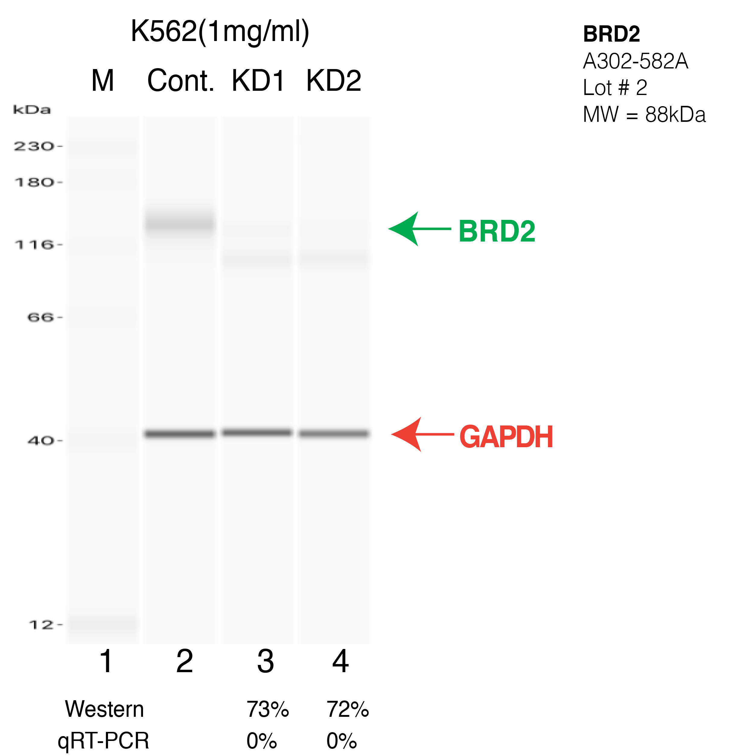 BRD2-K562-CRISPR-A302-582A.png<br>Caption: Western blot following CRISPR against BRD2 in K562 whole cell lysate using BRD2 specific antibody. Lane 1 is a ladder, lane 2 is K562 non-targeting control knockdown, lane 3 and 4 are two different CRISPR against BRD2. BRD2 protein appears as the green arrow, GAPDH serves as a control and appears in red arrow.