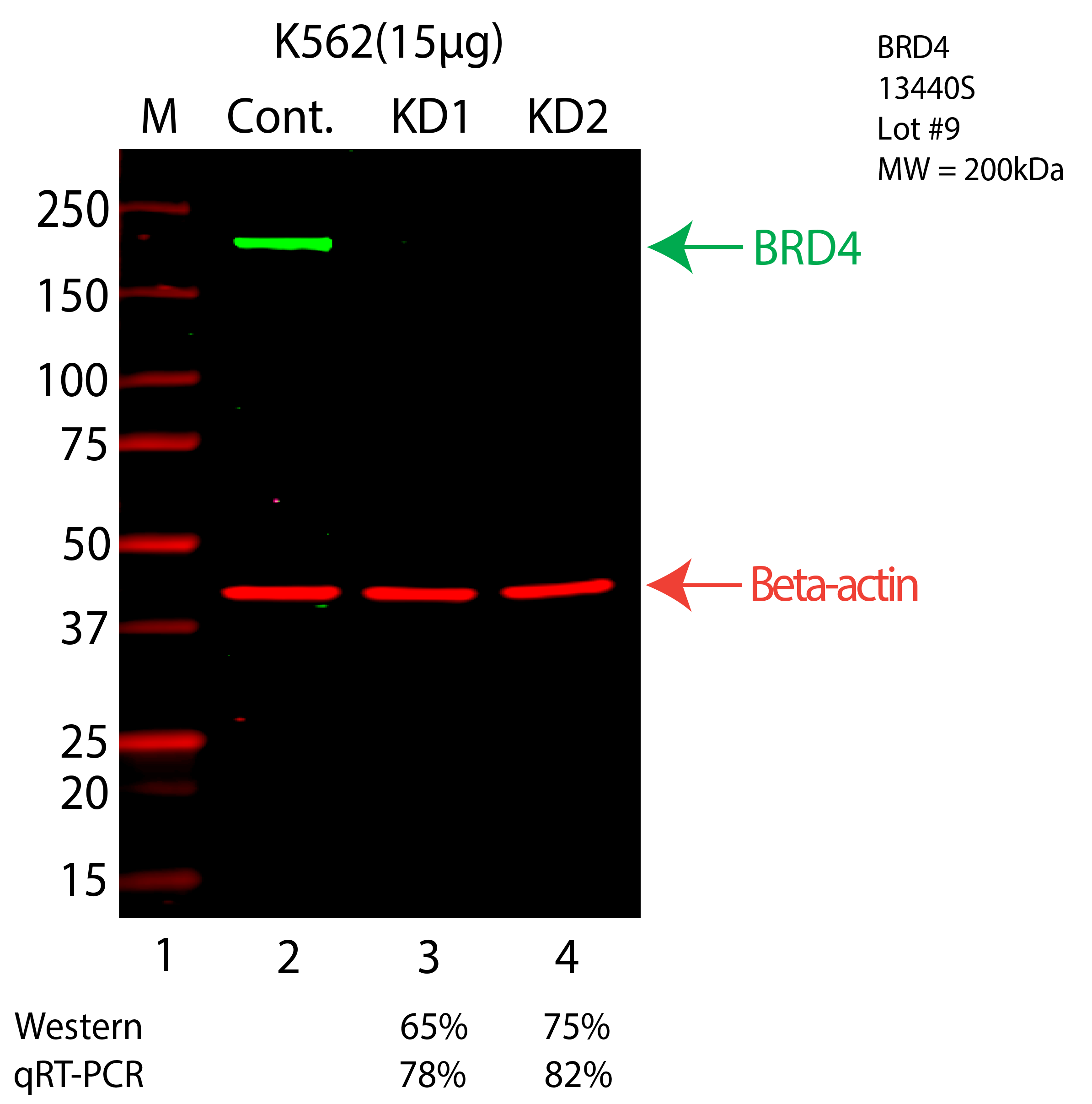 BRD4-K562-CRISPR-13440S.png<br>Caption: Western blot following CRISPR against BRD4 in K562 whole cell lysate using BRD4 specific antibody. Lane 1 is a ladder, lane 2 is K562 non-targeting control knockdown, lane 3 and 4 are two different CRISPR against BRD4. BRD4 protein appears as the green arrow, Beta-actin serves as a control and appears in red arrow.