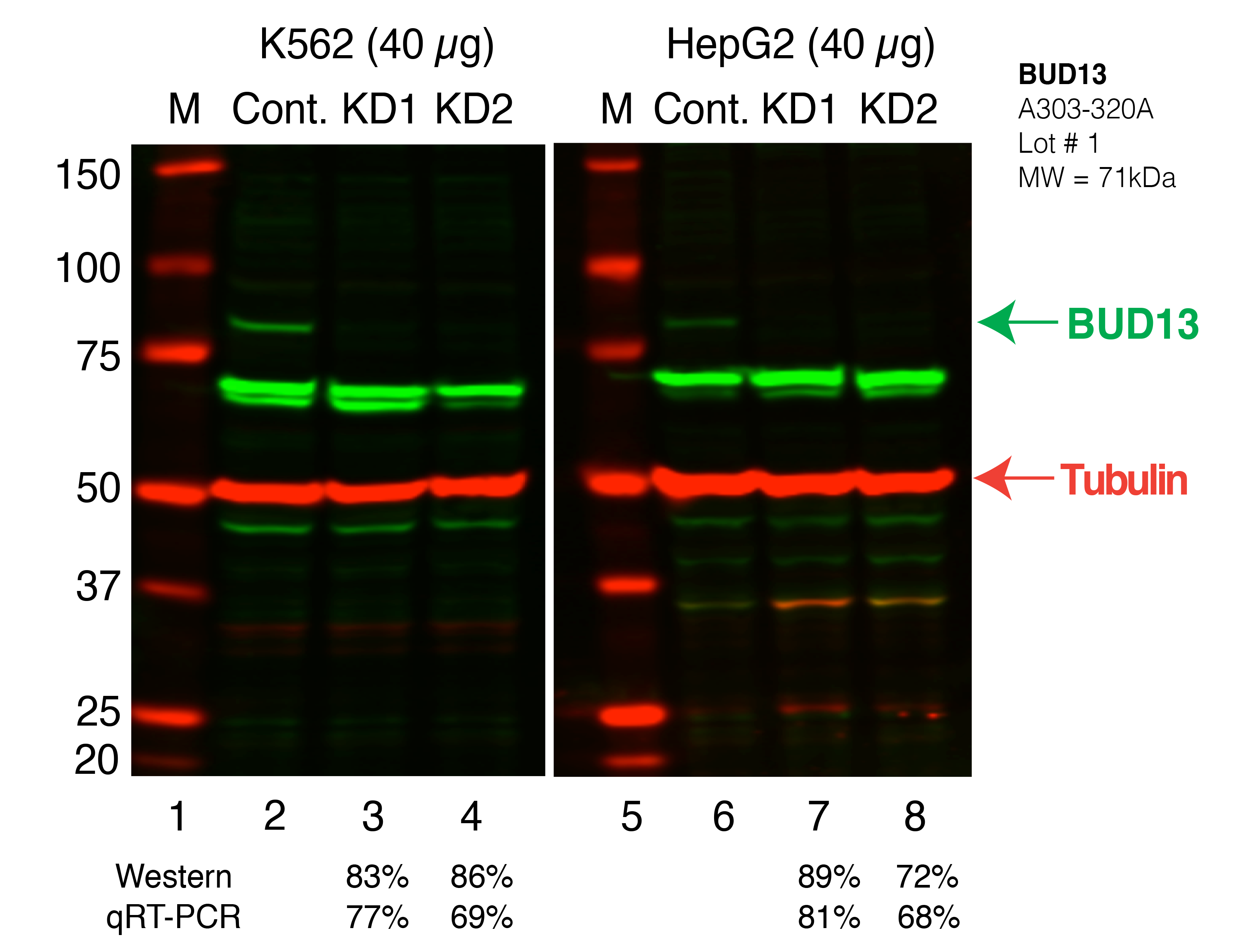 BUD13_Secondary_Western.png<br>Caption: Western blot following shRNA against BUD13 in K562 and HepG2 whole cell lysate using BUD13 specific antibody. Lane 1 is a ladder, lane 2 is K562 non-targeting control knockdown, lane 3 and 4 are two different shRNAs against BUD13. Lanes 5-8 follow the same pattern, but in HepG2. BUD13 protein appears as the green band, Tubulin serves as a control and appears in red.