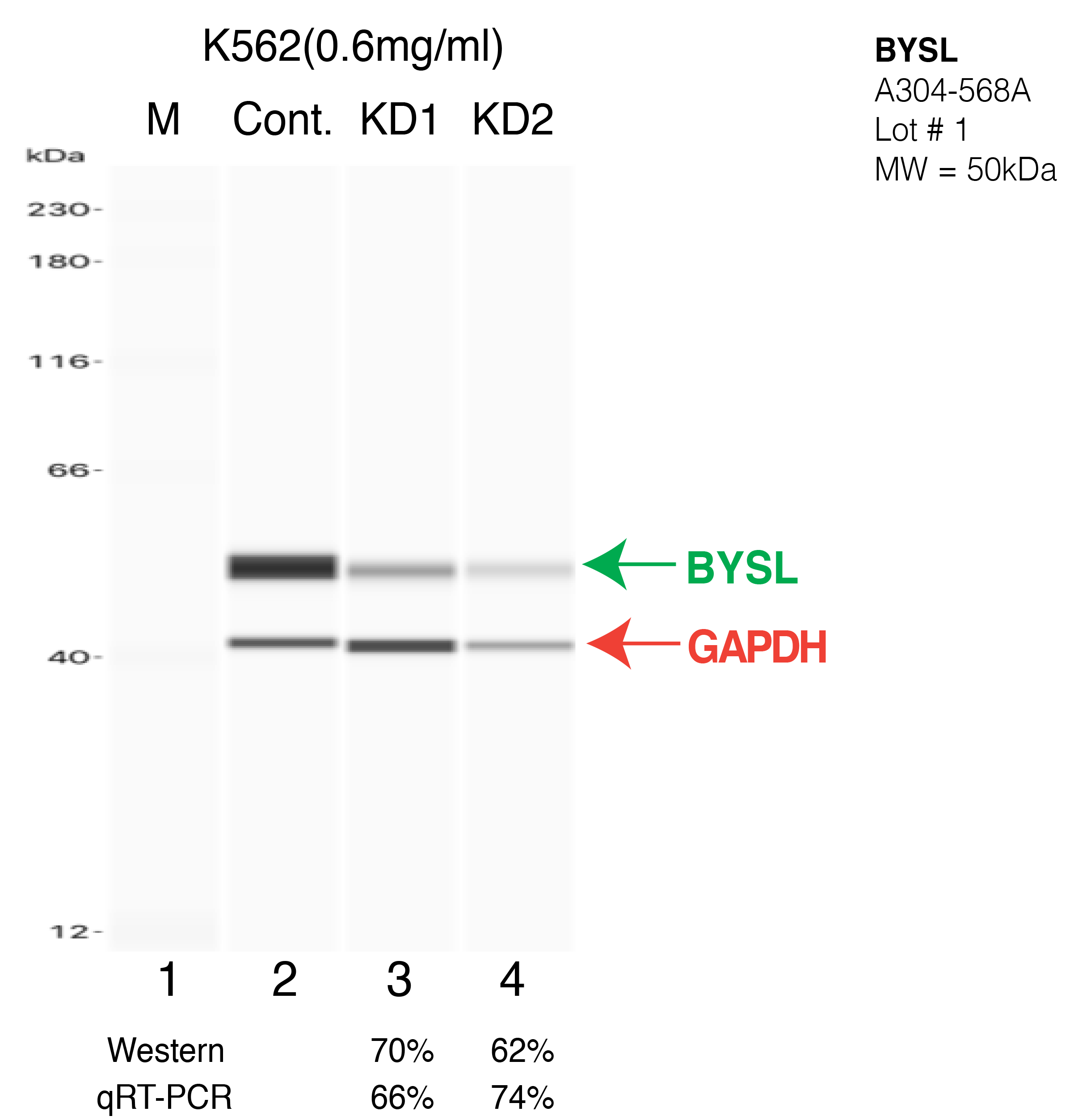 BYSL-K562-CRISPR-A304-568A.png<br>Caption: Western blot following CRISPR against BYSL in K562 whole cell lysate using BYSL specific antibody. Lane 1 is a ladder, lane 2 is K562 non-targeting control knockdown, lane 3 and 4 are two different CRISPR against BYSL. BYSL protein appears as the green arrow, GAPDH serves as a control and appears in red arrow.