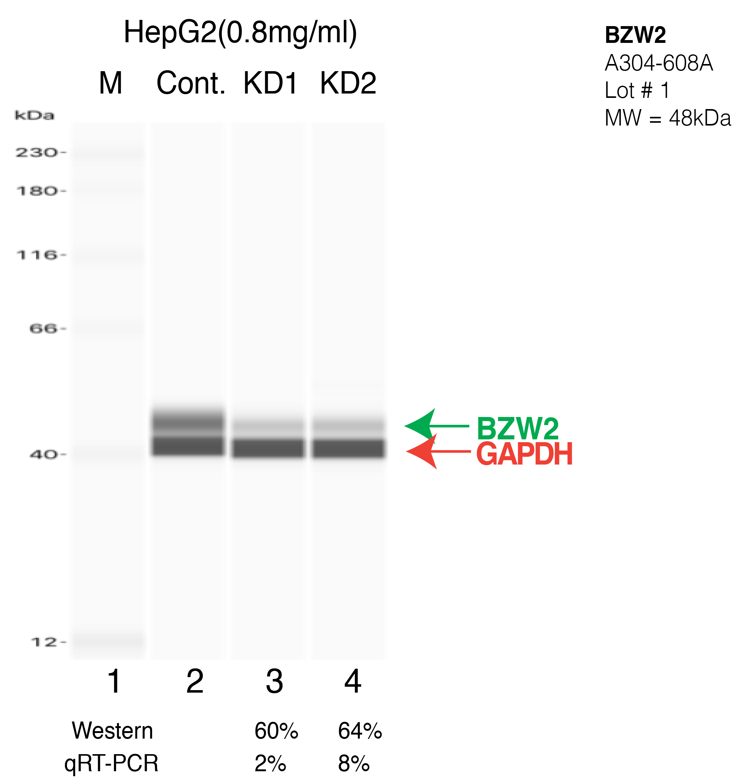 BZW2-HEPG2-CRISPR-A304-608A.png<br>Caption: Western blot following CRISPR against BZW2 in HepG2 whole cell lysate using BZW2 specific antibody. Lane 1 is a ladder, lane 2 is HepG2 non-targeting control knockdown, lane 3 and 4 are two different CRISPR against BZW2. BZW2 protein appears as the green arrow, GAPDH serves as a control and appears in red arrow.