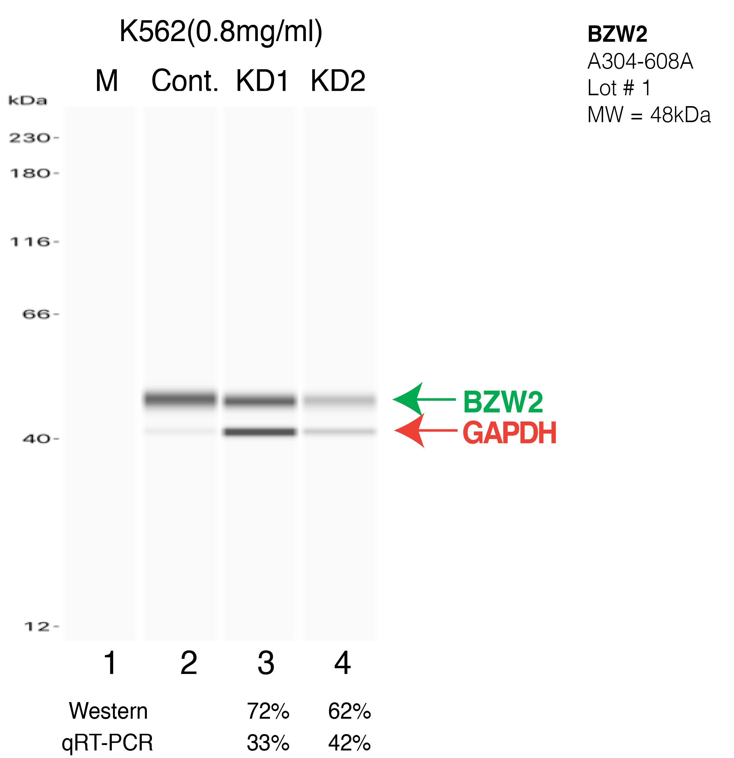 BZW2-K562-CRISPR-A304-608A.png<br>Caption: Western blot following CRISPR against BZW2 in K562 whole cell lysate using BZW2 specific antibody. Lane 1 is a ladder, lane 2 is K562 non-targeting control knockdown, lane 3 and 4 are two different CRISPR against BZW2. BZW2 protein appears as the green arrow, GAPDH serves as a control and appears in red arrow.