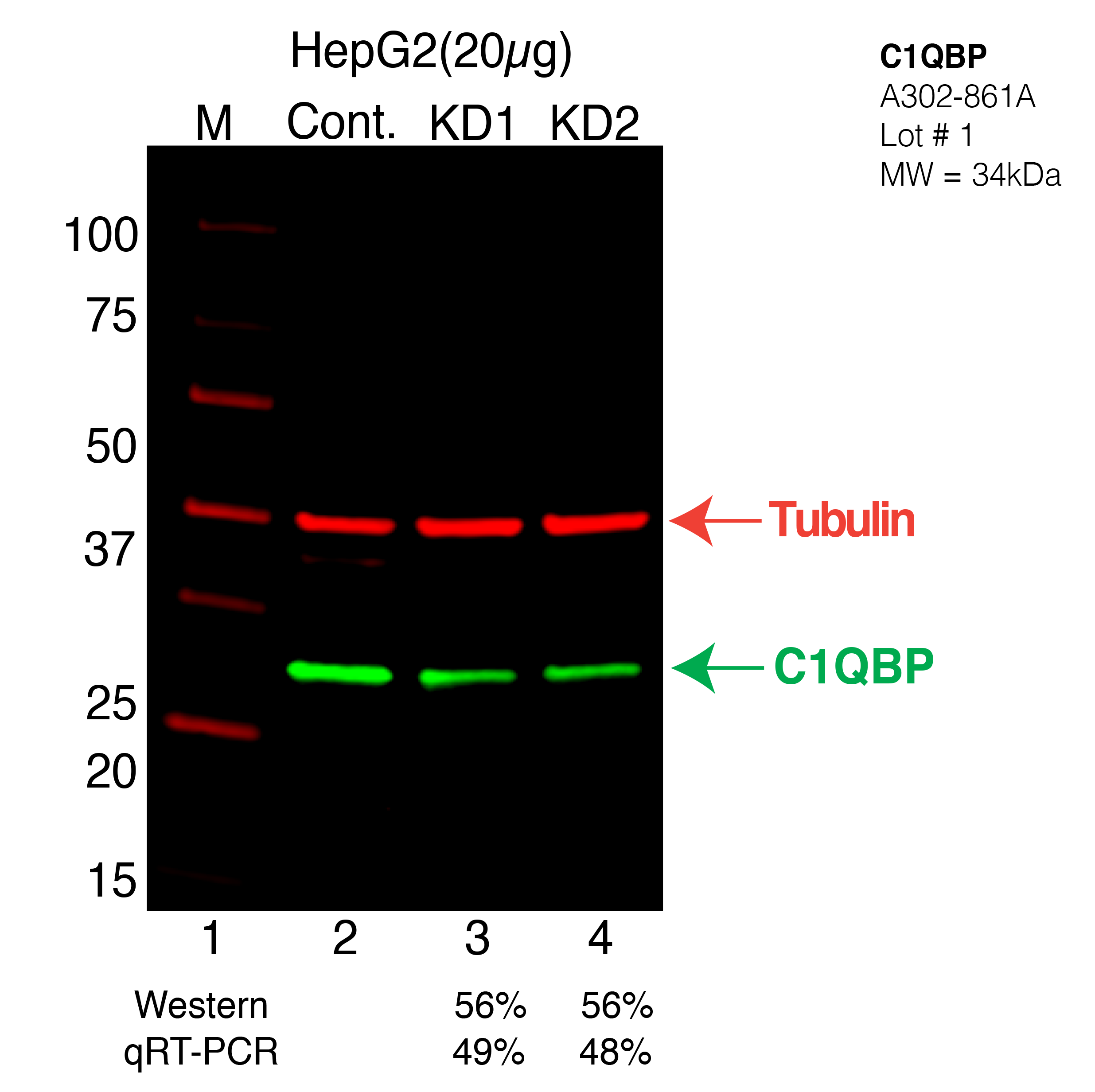 C1QBP-HEPG2-CRISPR-A302-861A.png<br>Caption: Western blot following CRISPR against C1QBP in HepG2 whole cell lysate using C1QBP specific antibody. Lane 1 is a ladder, lane 2 is HepG2 non-targeting control knockdown, lane 3 and 4 are two different CRISPR against C1QBP. C1QBP protein appears as the green arrow, Tubulin serves as a control and appears in red arrow.