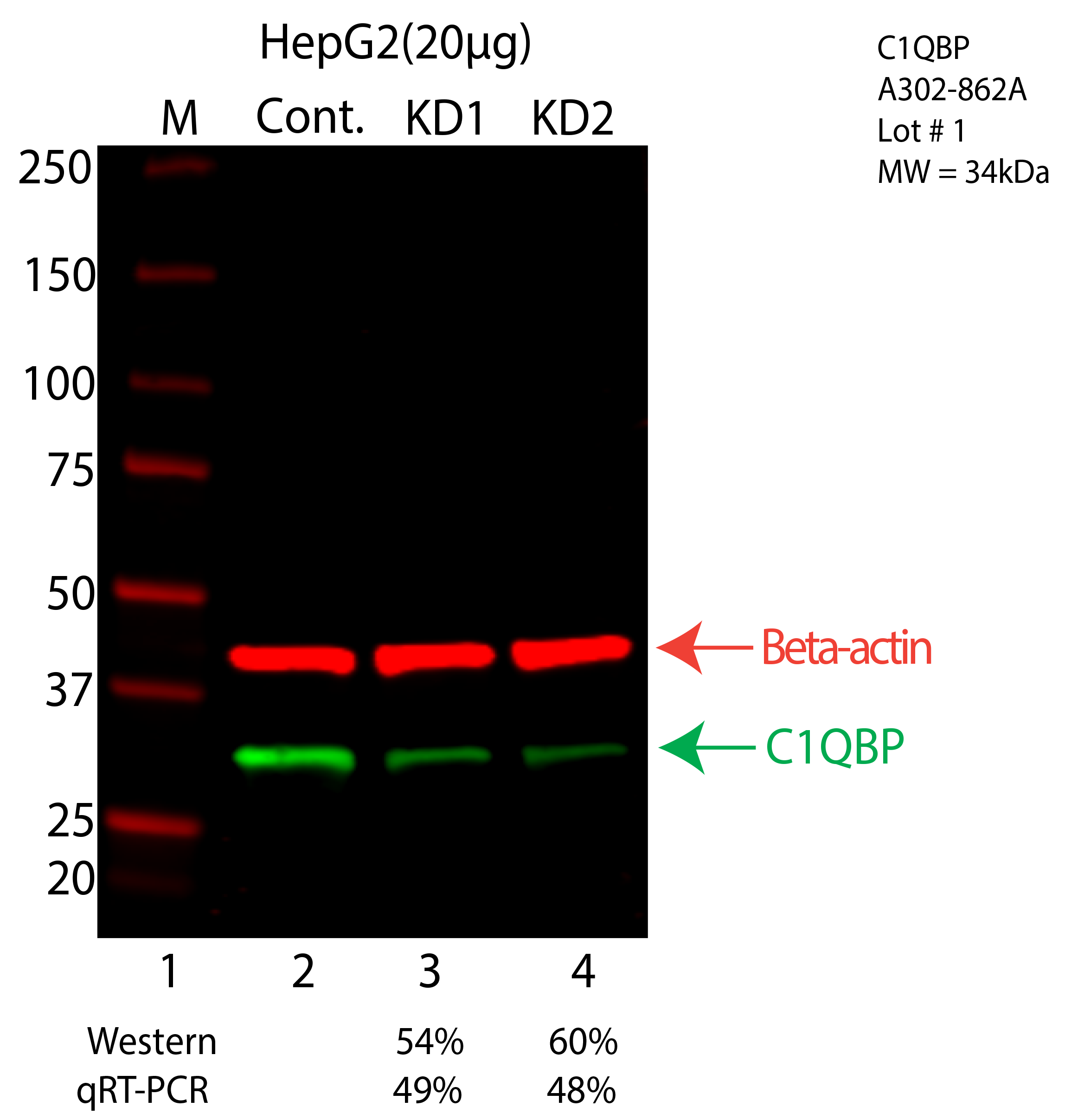 C1QBP-HEPG2-CRISPR-A302-862A.png<br>Caption: Western blot following CRISPR against C1QBP in HepG2 whole cell lysate using C1QBP specific antibody. Lane 1 is a ladder, lane 2 is HepG2 non-targeting control knockdown, lane 3 and 4 are two different CRISPR against C1QBP. C1QBP protein appears as the green arrow, Beta-actin serves as a control and appears in red arrow.