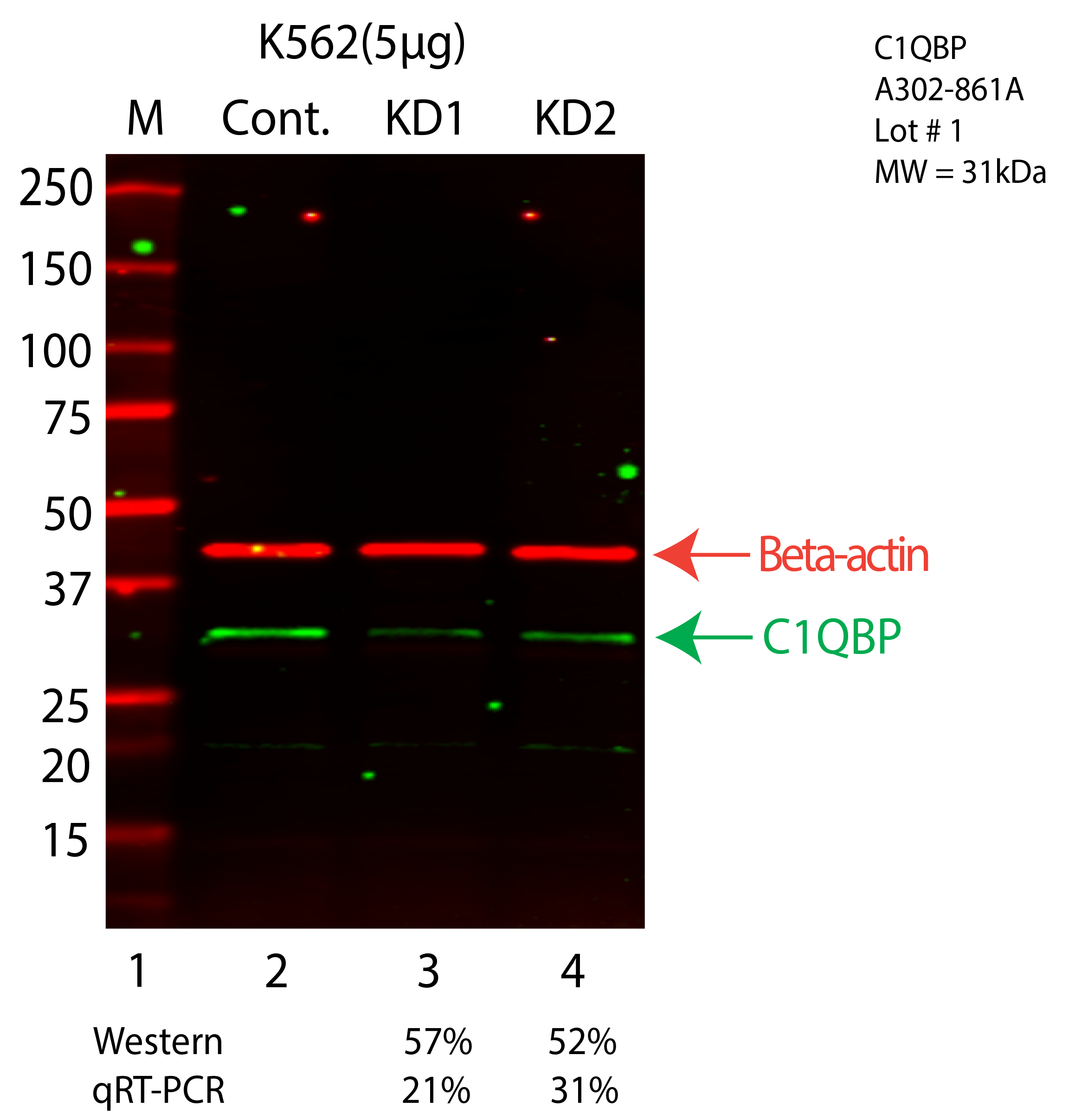 C1QBP-K562-CRISPR-A302-861A.png<br>Caption: Western blot following CRISPR against C1QBP in K562 whole cell lysate using C1QBP specific antibody. Lane 1 is a ladder, lane 2 is K562 non-targeting control knockdown, lane 3 and 4 are two different CRISPR against C1QBP. C1QBP protein appears as the green arrow, Beta-actin serves as a control and appears in red arrow.