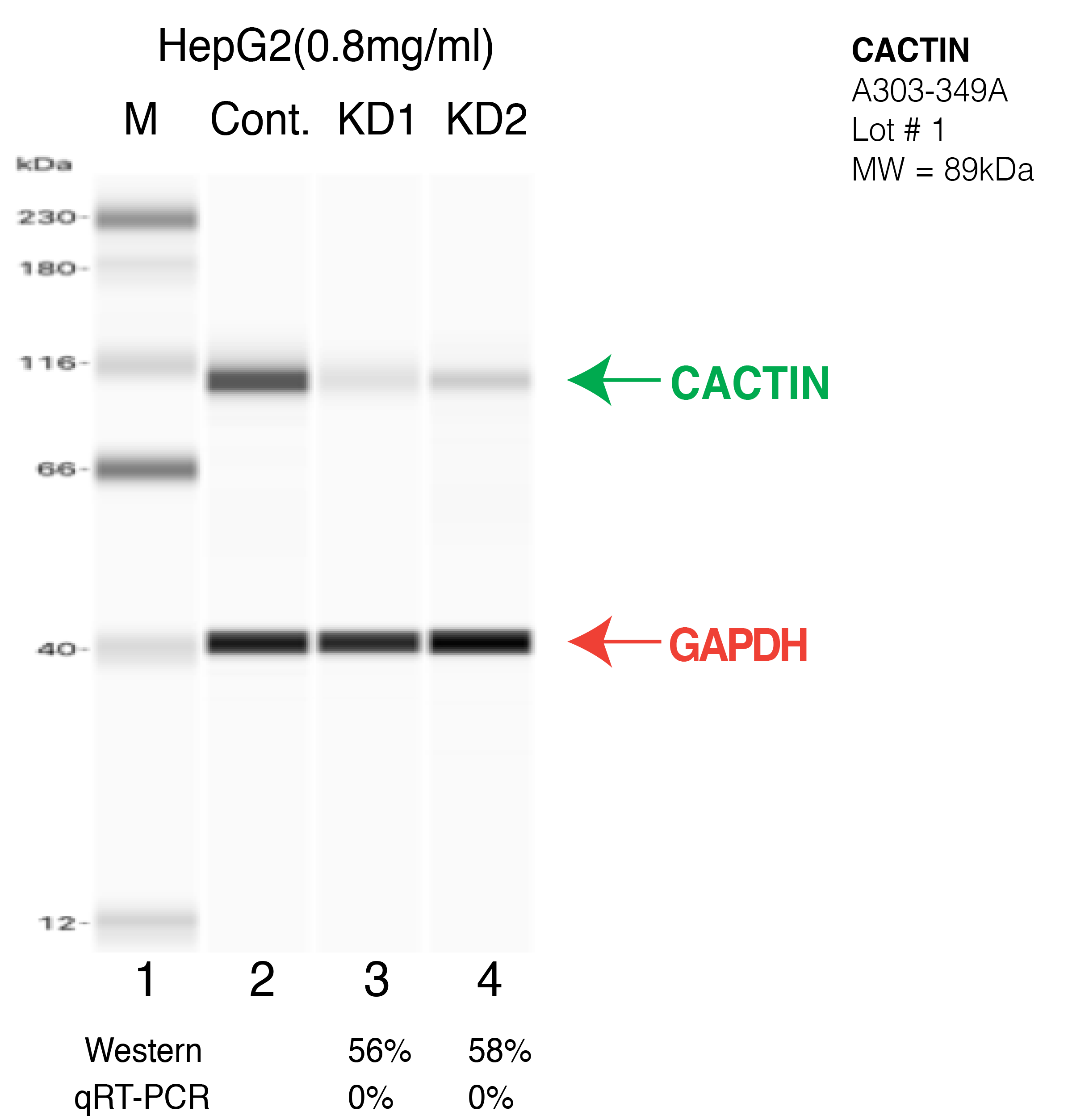 CACTIN-HEPG2-CRISPR-A303-349A.png<br>Caption: Western blot following CRISPR against CACTIN in HepG2 whole cell lysate using CACTIN specific antibody. Lane 1 is a ladder, lane 2 is HepG2 non-targeting control knockdown, lane 3 and 4 are two different CRISPR against CACTIN. CACTIN protein appears as the green arrow, GAPDH serves as a control and appears in red arrow.