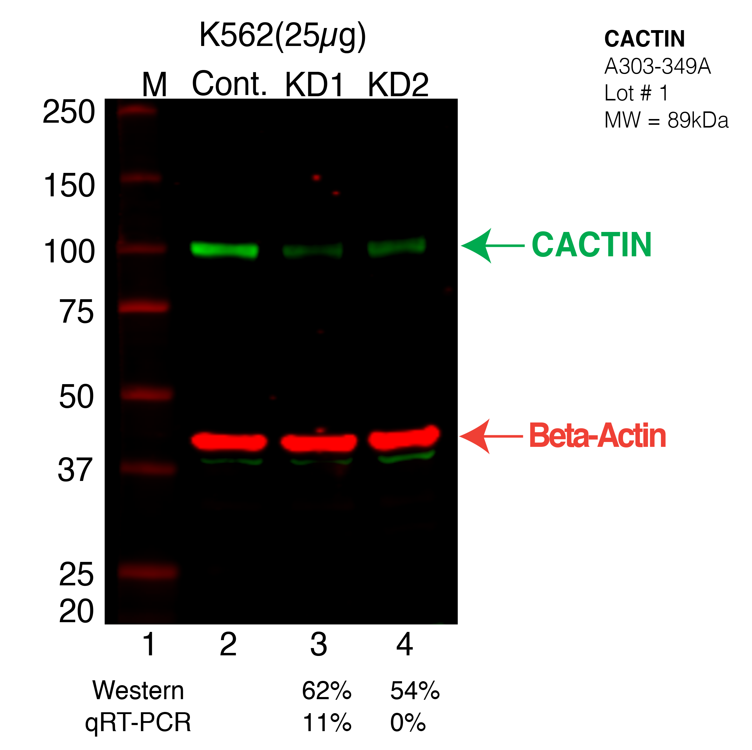 CACTIN-K562-CRISPR-A303-349A.png<br>Caption: Western blot following CRISPR against CACTIN in K562 whole cell lysate using CACTIN specific antibody. Lane 1 is a ladder, lane 2 is K562 non-targeting control knockdown, lane 3 and 4 are two different CRISPR against CACTIN. CACTIN protein appears as the green arrow, Beta-actin serves as a control and appears in red arrow.