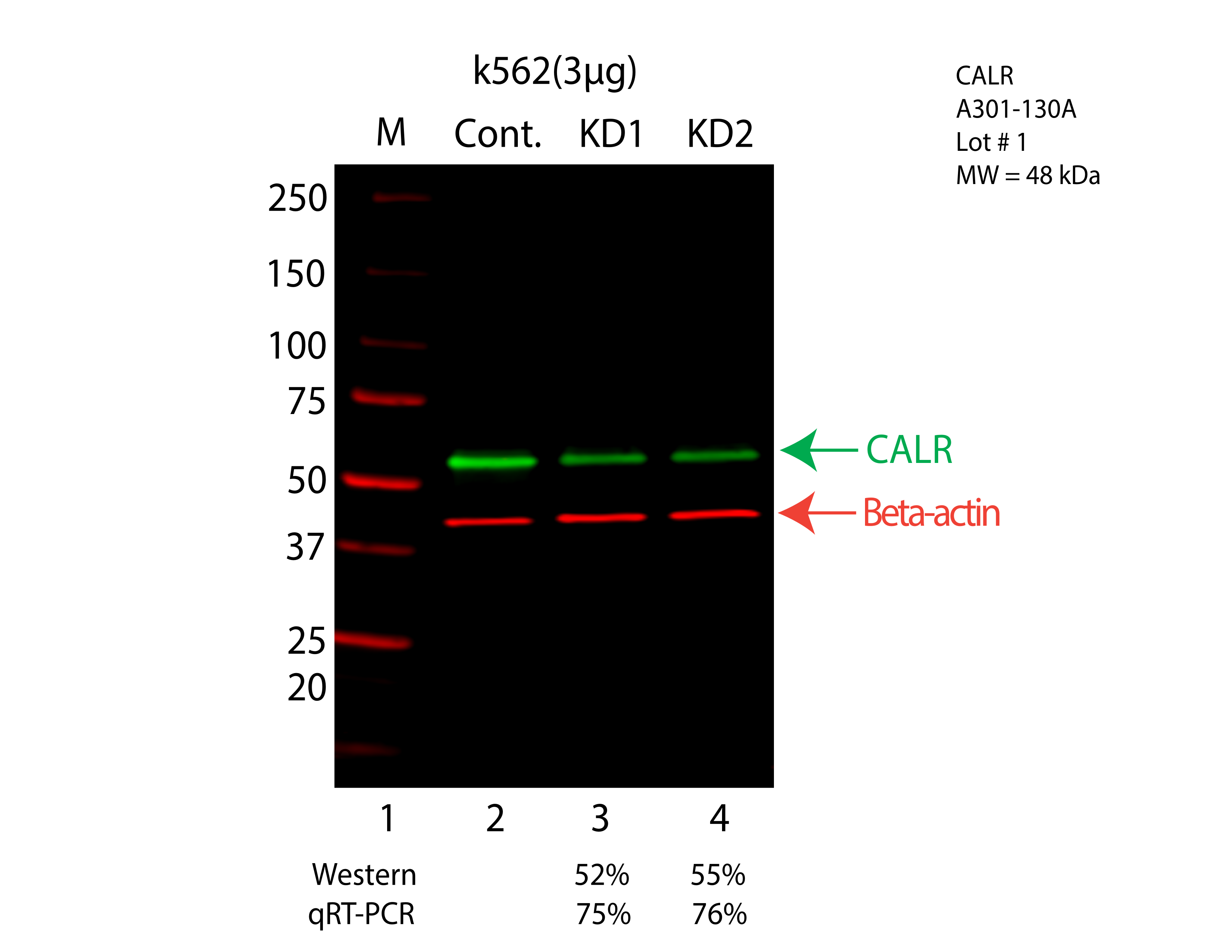 CALR-k562-CRISPR-A301-130A.png<br>Caption: Western blot following CRISPR against CALR in K562 whole cell lysate using CALR specific antibody. Lane 1 is a ladder, lane 2 is K562 non-targeting control knockdown, lane 3 and 4 are two different CRISPR against CALR. CALR protein appears as the green arrow, Beta-actin serves as a control and appears in red arrow.