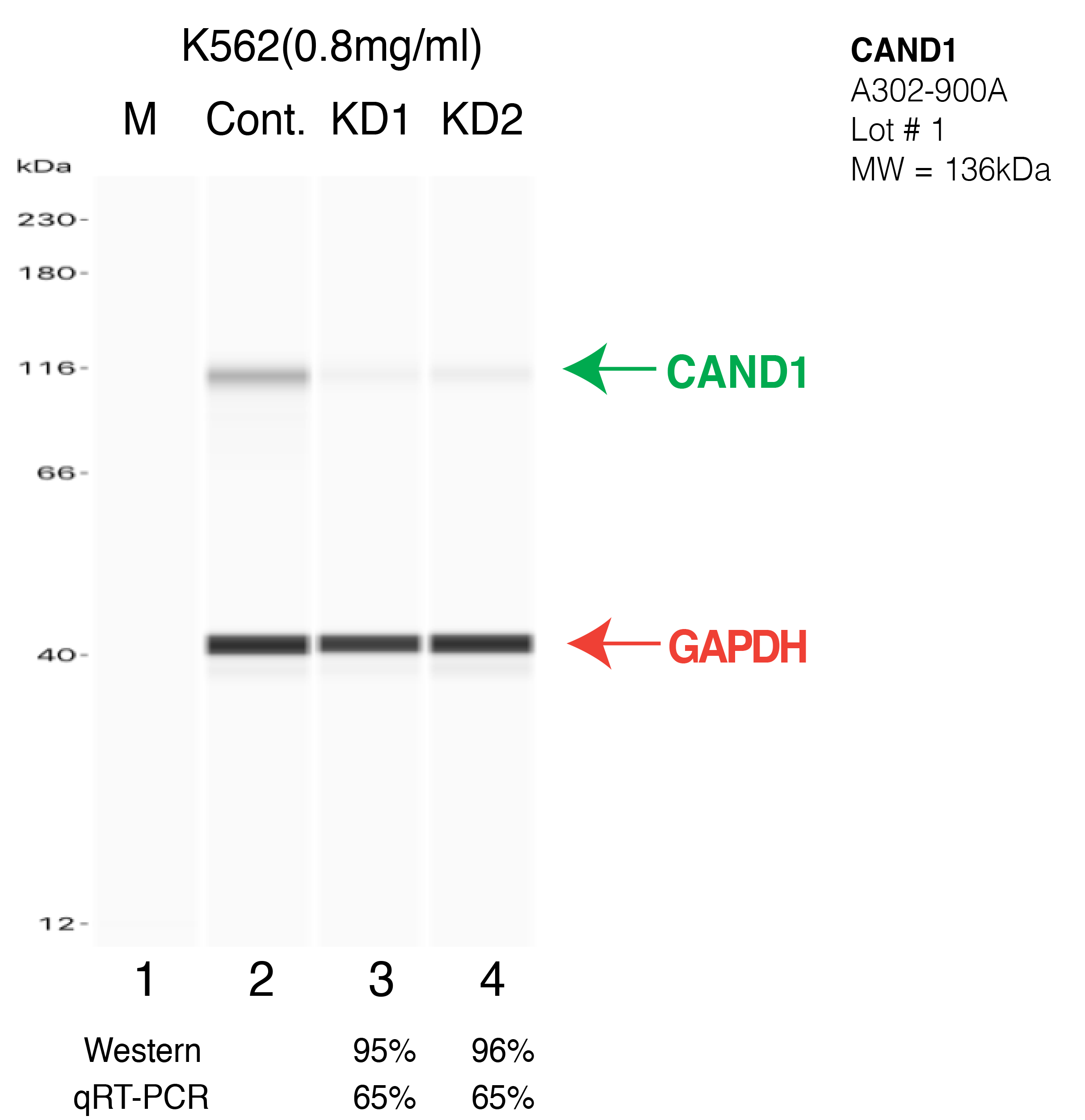 CAND1-HEPG2-CRISPR-A302-900A.png<br>Caption: Western blot following CRISPR against CAND1 in HepG2 whole cell lysate using CAND1 specific antibody. Lane 1 is a ladder, lane 2 is HepG2 non-targeting control knockdown, lane 3 and 4 are two different CRISPR against CAND1. CAND1 protein appears as the green arrow, GAPDH serves as a control and appears in red arrow.