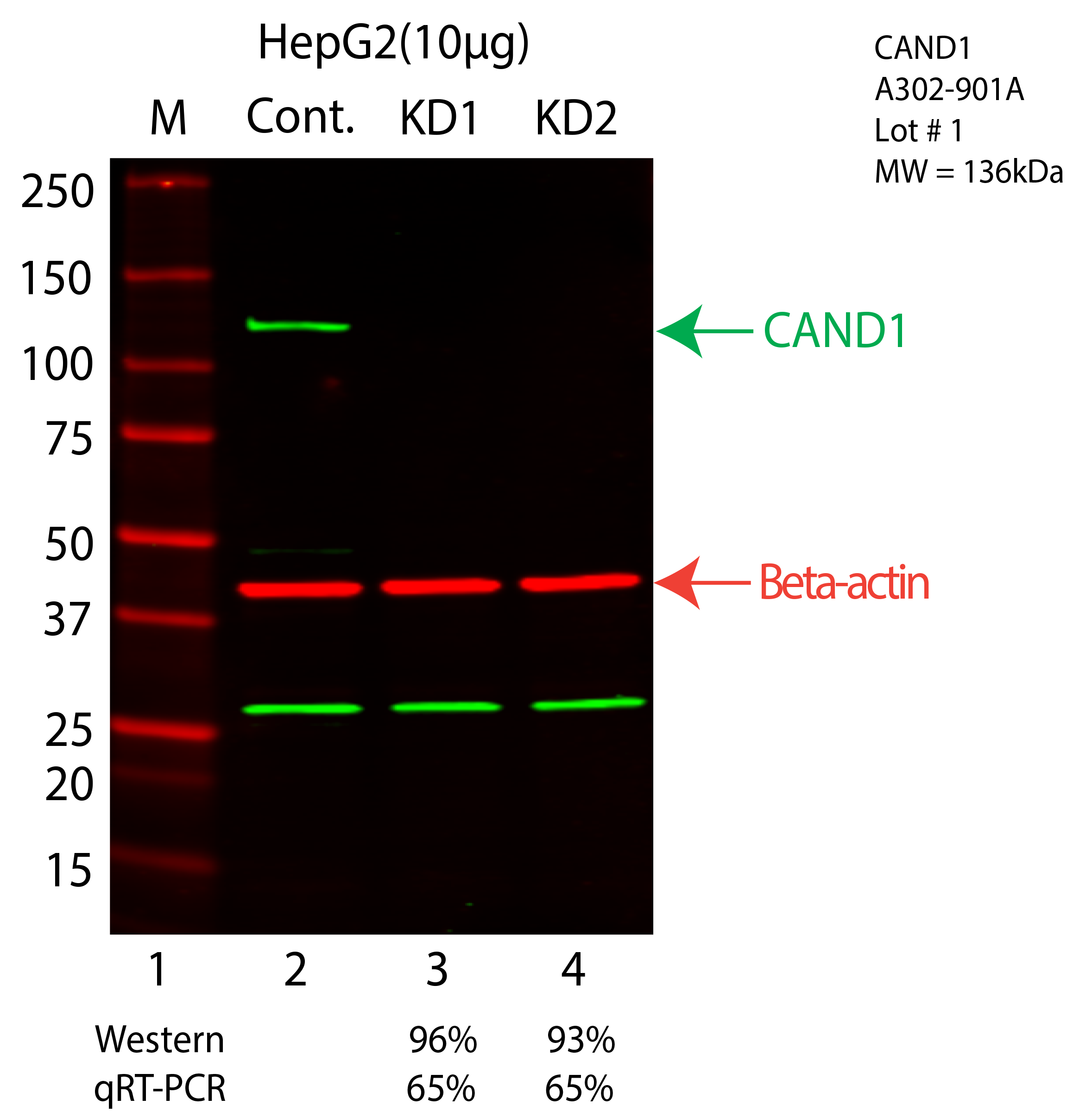 CAND1-HEPG2-CRISPR-A302-901A.png<br>Caption: Western blot following CRISPR against CAND1 in HepG2 whole cell lysate using CAND1 specific antibody. Lane 1 is a ladder, lane 2 is HepG2 non-targeting control knockdown, lane 3 and 4 are two different CRISPR against CAND1. CAND1 protein appears as the green arrow, Beta-actin serves as a control and appears in red arrow.