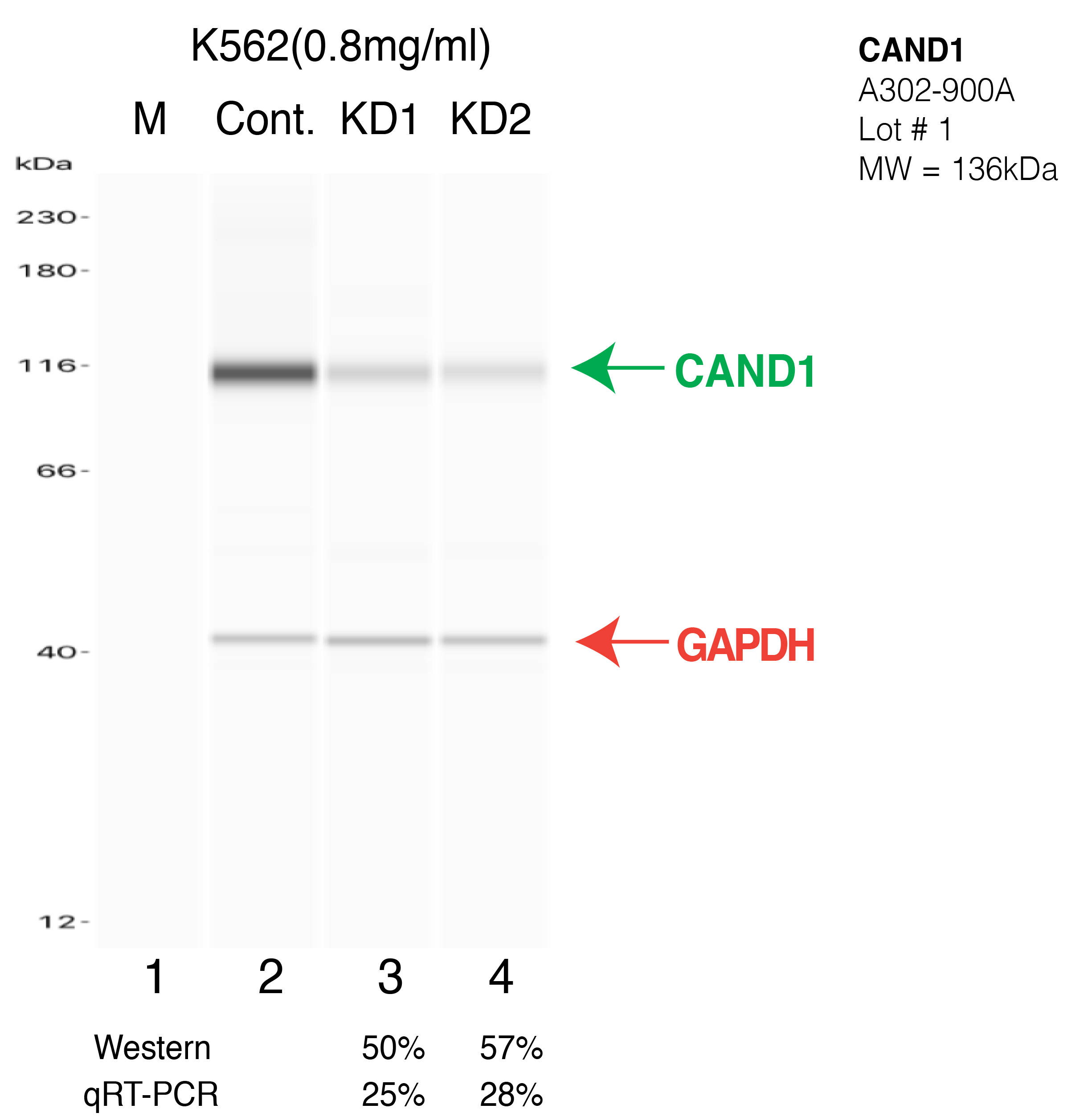 CAND1-K562-CRISPR-A302-900A.png<br>Caption: Western blot following CRISPR against CAND1 in K562 whole cell lysate using CAND1 specific antibody. Lane 1 is a ladder, lane 2 is K562 non-targeting control knockdown, lane 3 and 4 are two different CRISPR against CAND1. CAND1 protein appears as the green arrow, GAPDH serves as a control and appears in red arrow.