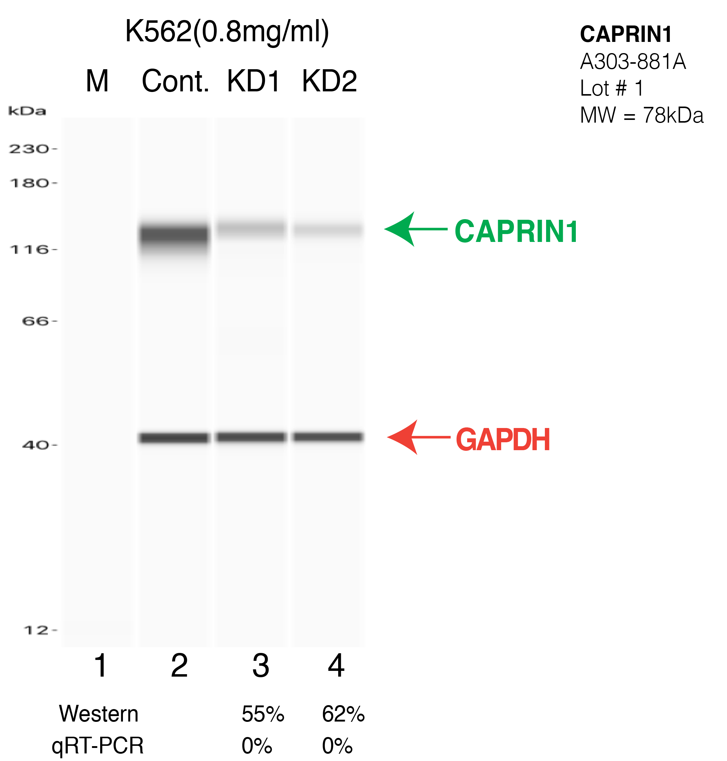 CAPRIN1-K562-CRISPR-A303-881A.png<br>Caption: Western blot following CRISPR against CAPRIN1 in K562 whole cell lysate using CAPRIN1 specific antibody. Lane 1 is a ladder, lane 2 is K562 non-targeting control knockdown, lane 3 and 4 are two different CRISPR against CAPRIN1. CAPRIN1 protein appears as the green arrow, GAPDH serves as a control and appears in red arrow.