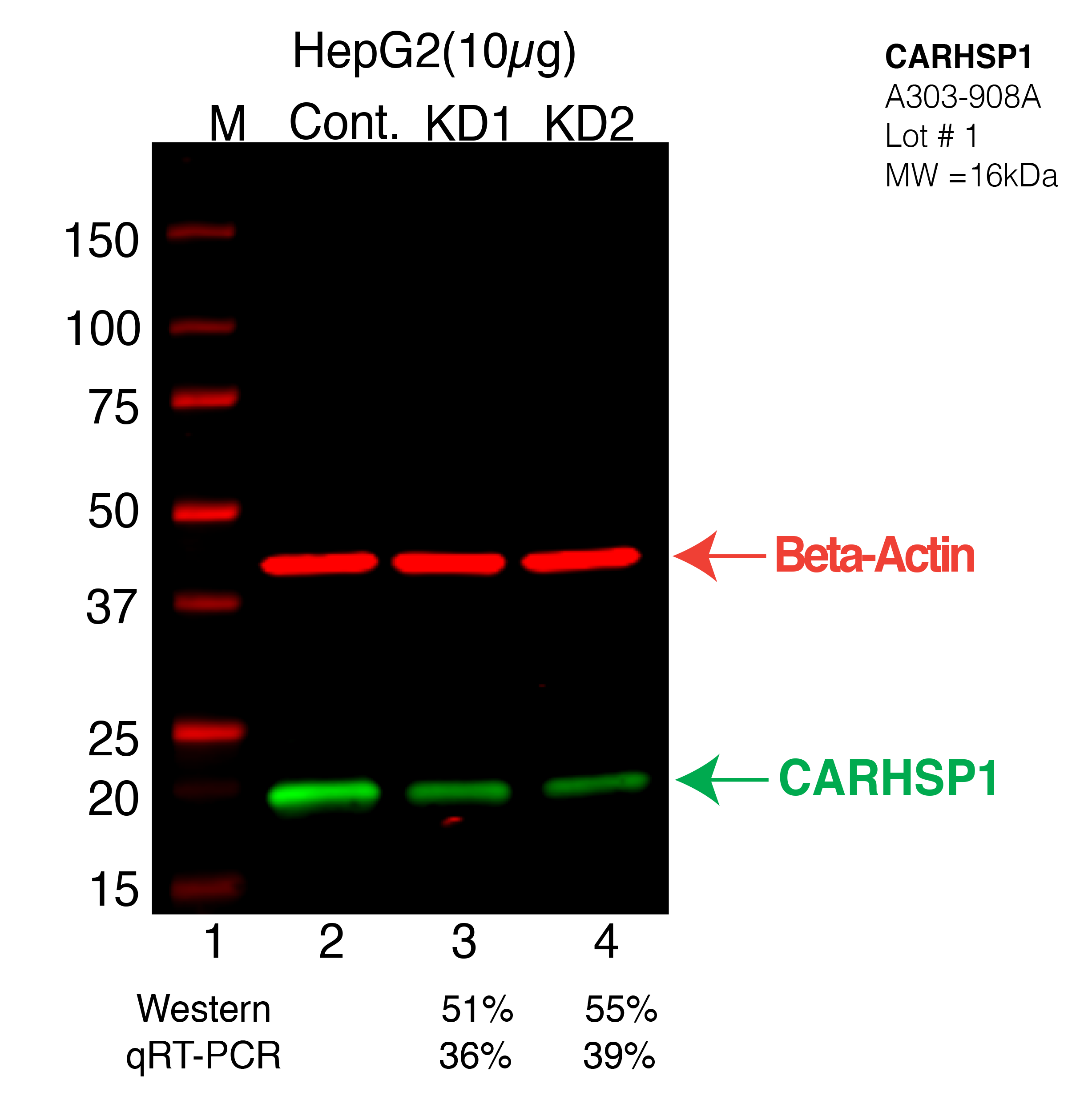 CARHSP1-HEPG2-CRISPR-A303-908A.png<br>Caption: Western blot following CRISPR against CARHSP1 in HepG2 whole cell lysate using CARHSP1 specific antibody. Lane 1 is a ladder, lane 2 is HepG2 non-targeting control knockdown, lane 3 and 4 are two different CRISPR against CARHSP1. CARHSP1 protein appears as the green arrow, Beta-actin serves as a control and appears in red arrow.