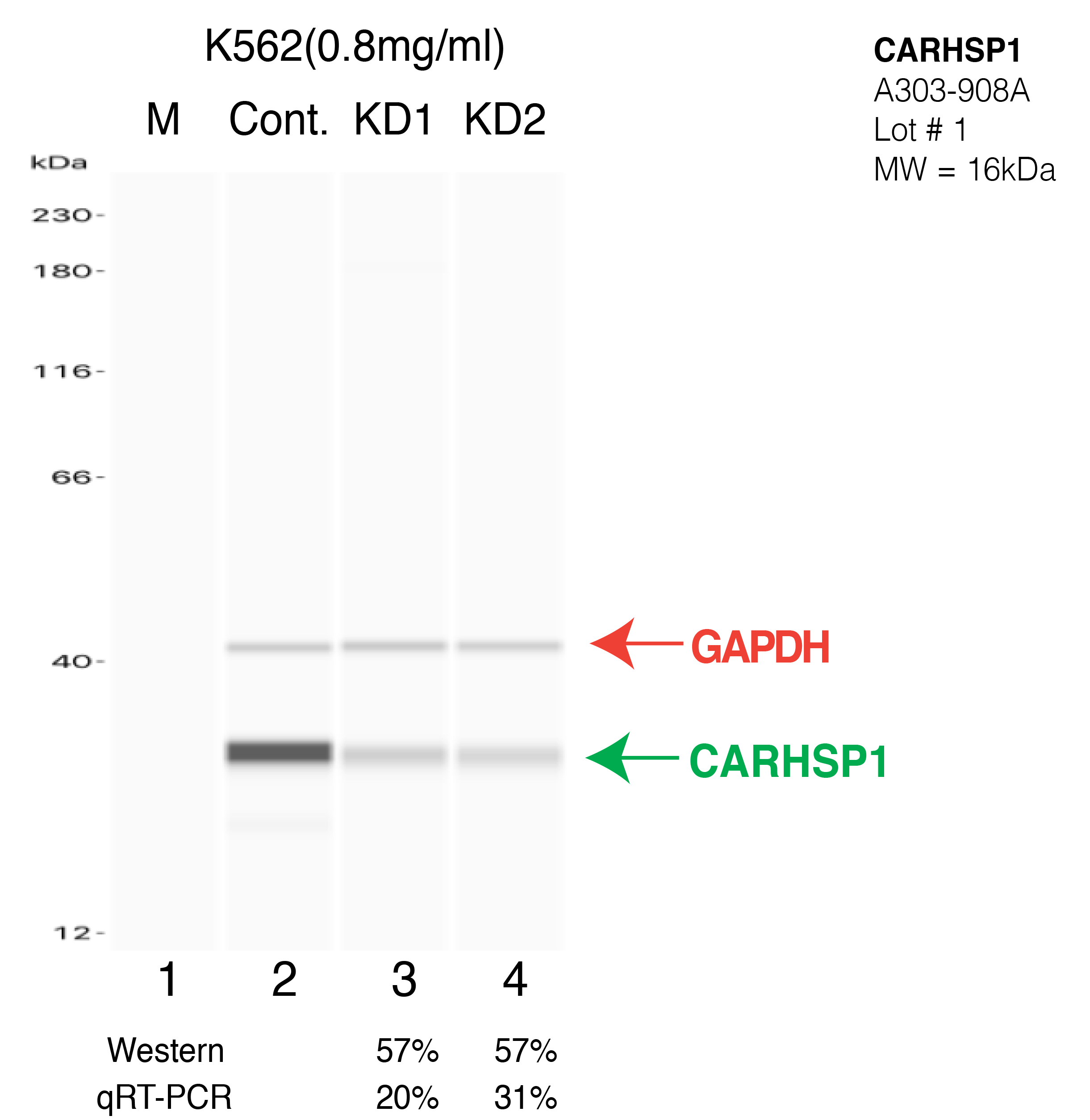 CARHSP1-K562-CRISPR-A303-908A.png<br>Caption: Western blot following CRISPR against CARHSP1 in K562 whole cell lysate using CARHSP1 specific antibody. Lane 1 is a ladder, lane 2 is K562 non-targeting control knockdown, lane 3 and 4 are two different CRISPR against CARHSP1. CARHSP1 protein appears as the green arrow, GAPDH serves as a control and appears in red arrow.