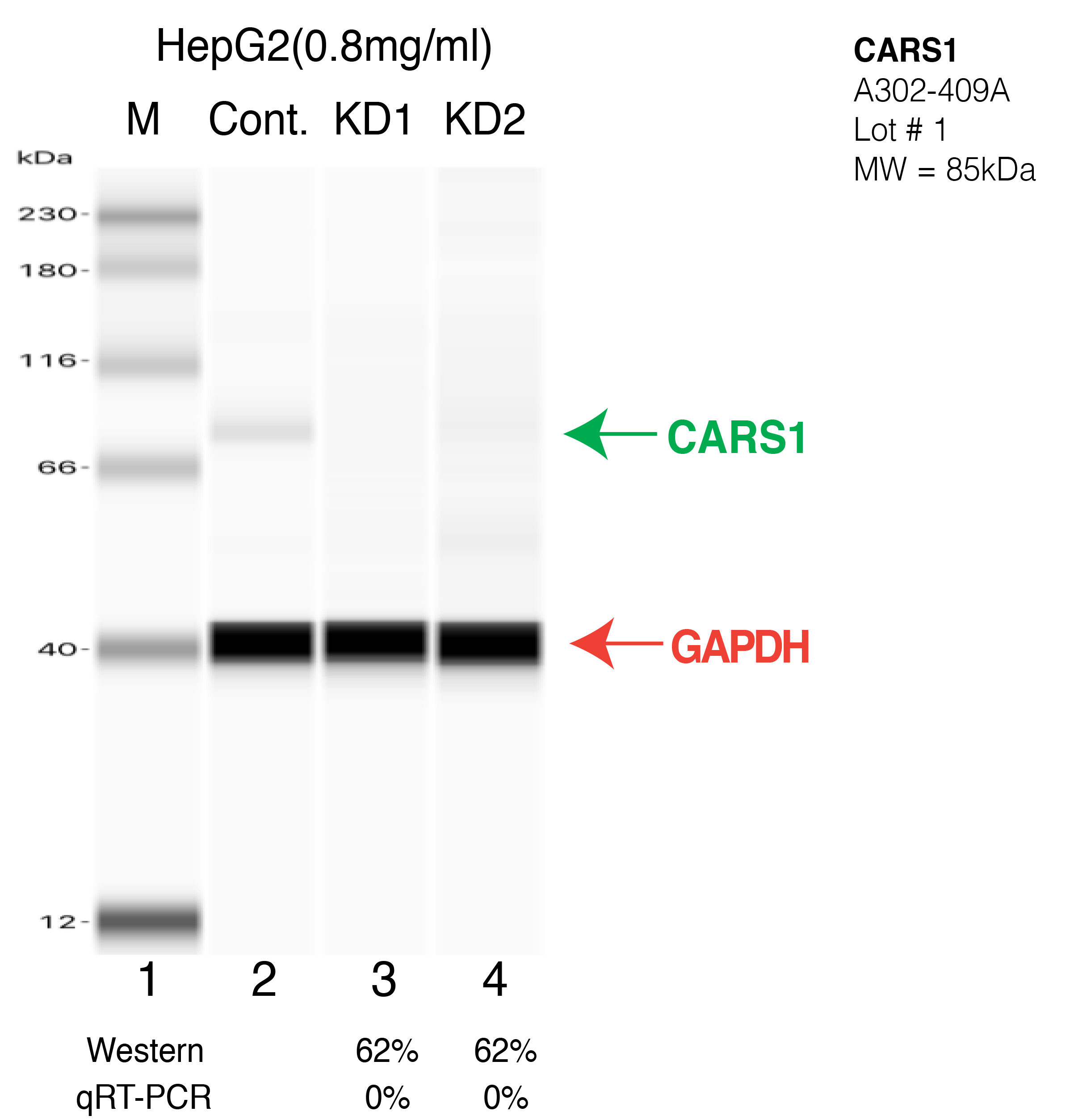 CARS1-HEPG2-CRISPR-A302-409A.png<br>Caption: Western blot following CRISPR against CARS in HepG2 whole cell lysate using CARS specific antibody. Lane 1 is a ladder, lane 2 is HepG2 non-targeting control knockdown, lane 3 and 4 are two different CRISPR against CARS. CARS protein appears as the green arrow, GAPDH serves as a control and appears in red arrow.