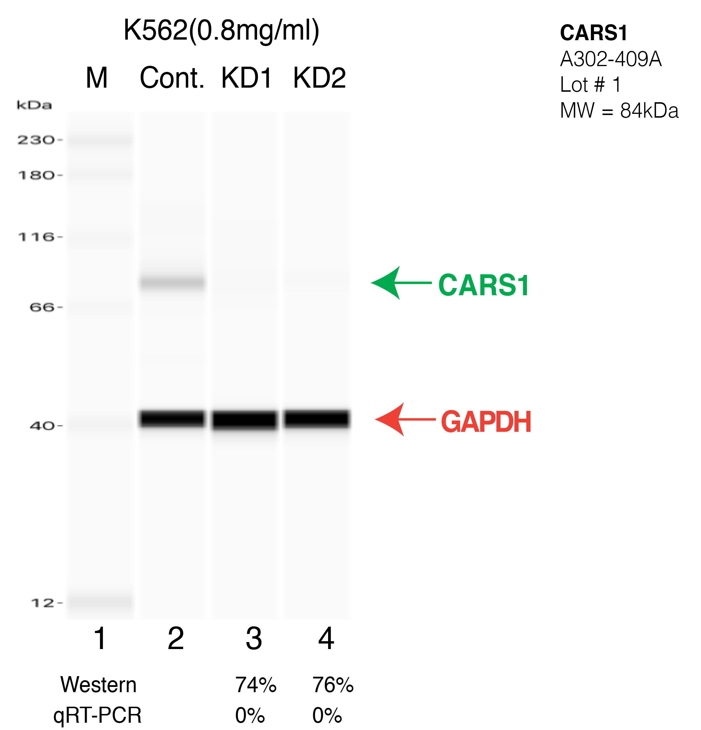 CARS1-K562-CRISPR-A302-409A.png<br>Caption: Western blot following CRISPR against CARS in K562 whole cell lysate using CARS specific antibody. Lane 1 is a ladder, lane 2 is K562 non-targeting control knockdown, lane 3 and 4 are two different CRISPR against CARS. CARS protein appears as the green arrow, GAPDH serves as a control and appears in red arrow.