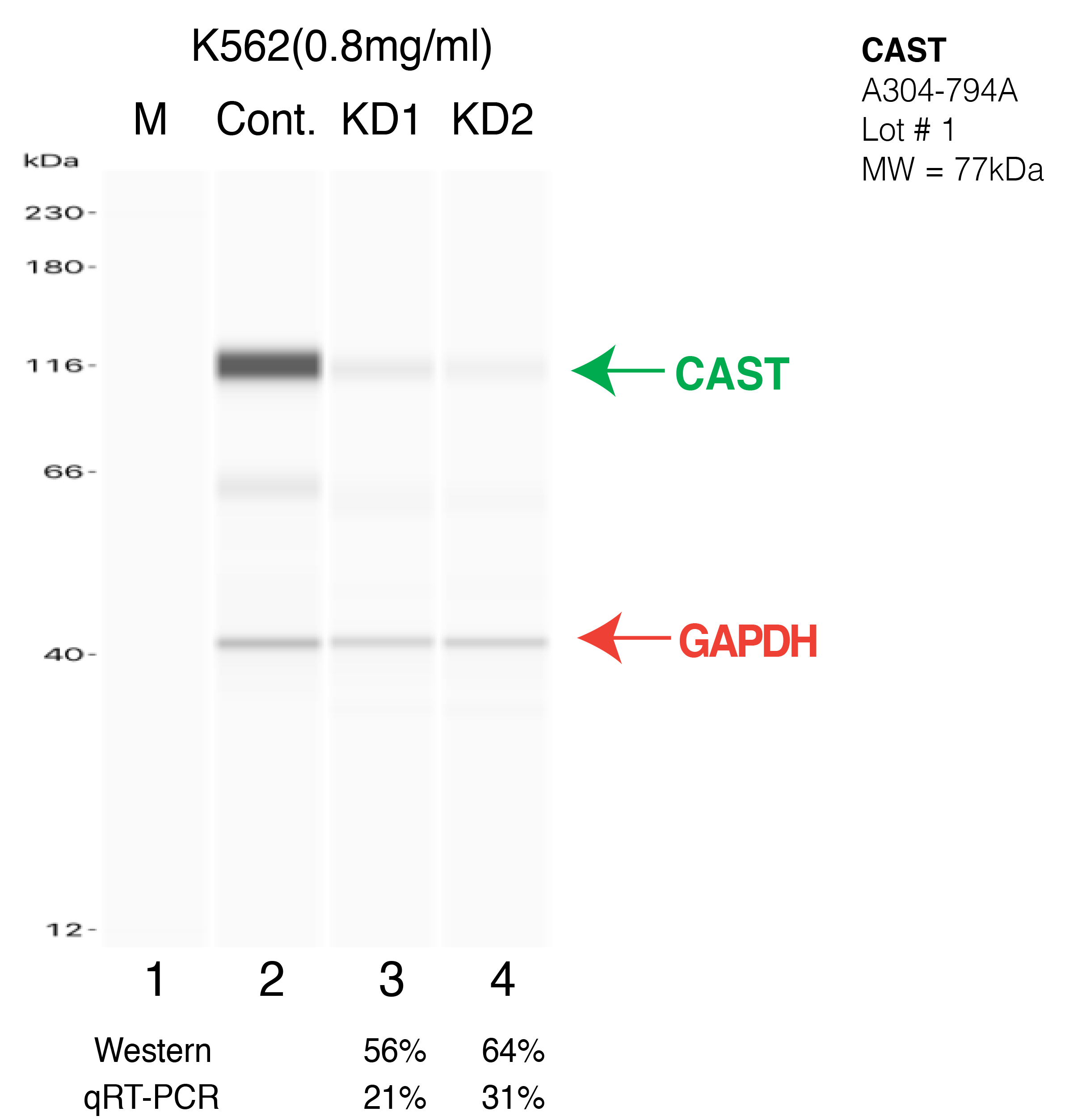 CAST-K562-CRISPR-A304-794A.png<br>Caption: Western blot following CRISPR against CAST in K562 whole cell lysate using CAST specific antibody. Lane 1 is a ladder, lane 2 is K562 non-targeting control knockdown, lane 3 and 4 are two different CRISPR against CAST. CAST protein appears as the green arrow, GAPDH serves as a control and appears in red arrow.