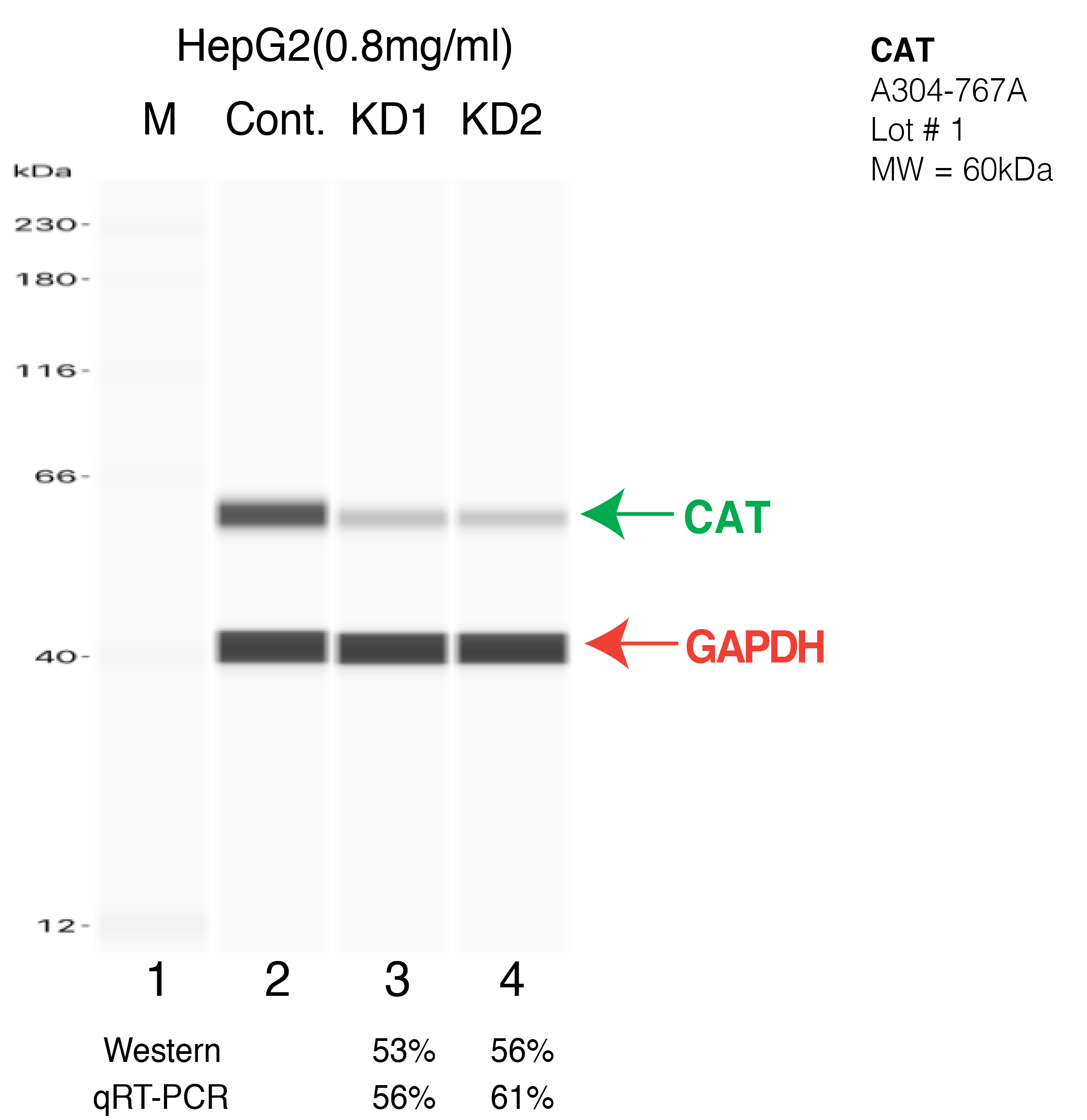 CAT-HEPG2-CRISPR-A304-767A.png<br>Caption: Western blot following CRISPR against CAT in HepG2 whole cell lysate using CAT specific antibody. Lane 1 is a ladder, lane 2 is HepG2 non-targeting control knockdown, lane 3 and 4 are two different CRISPR against CAT. CAT protein appears as the green arrow, GAPDH serves as a control and appears in red arrow.